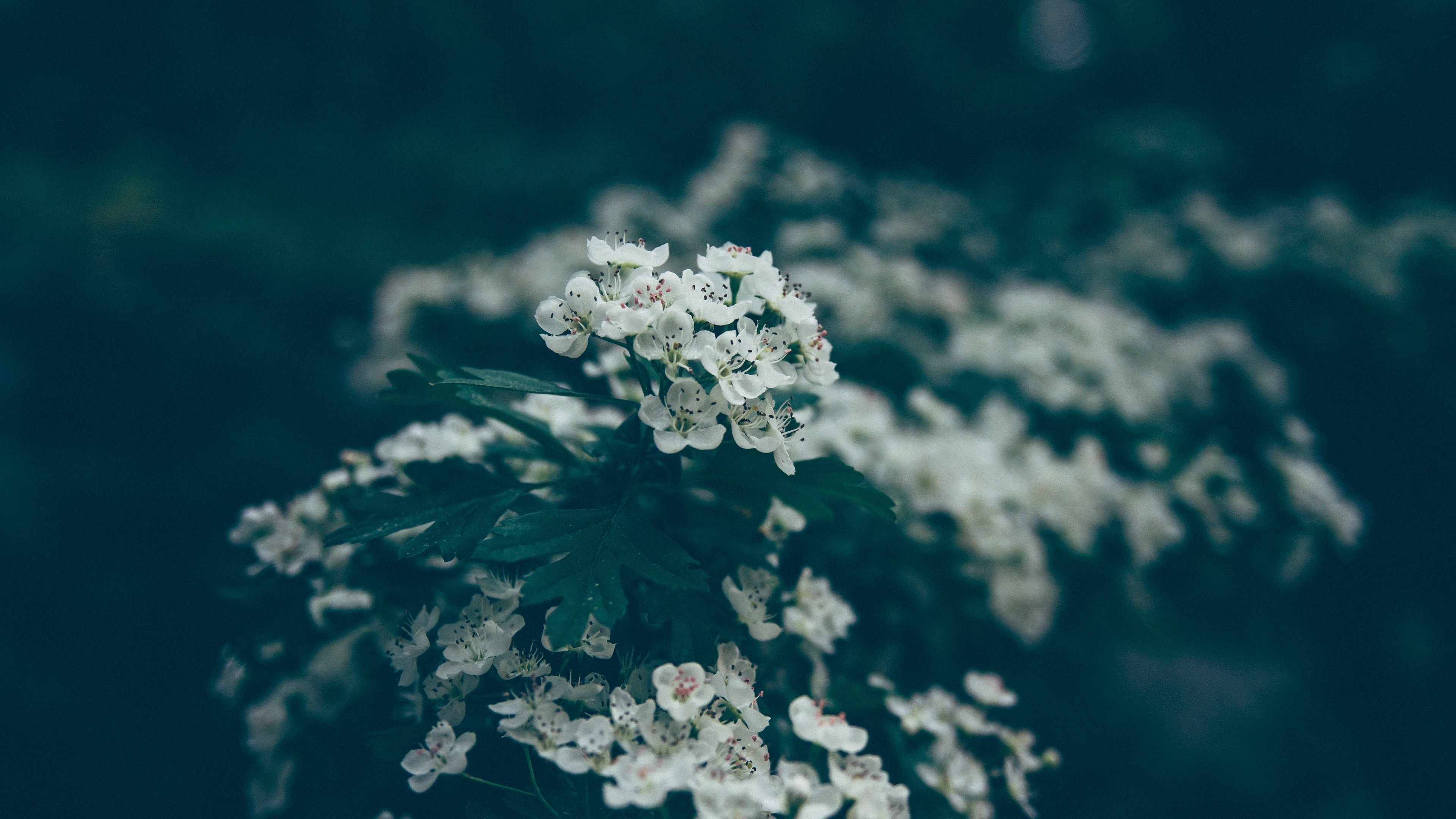 flowers, bloom, spring, 4k, HD Wallpaper