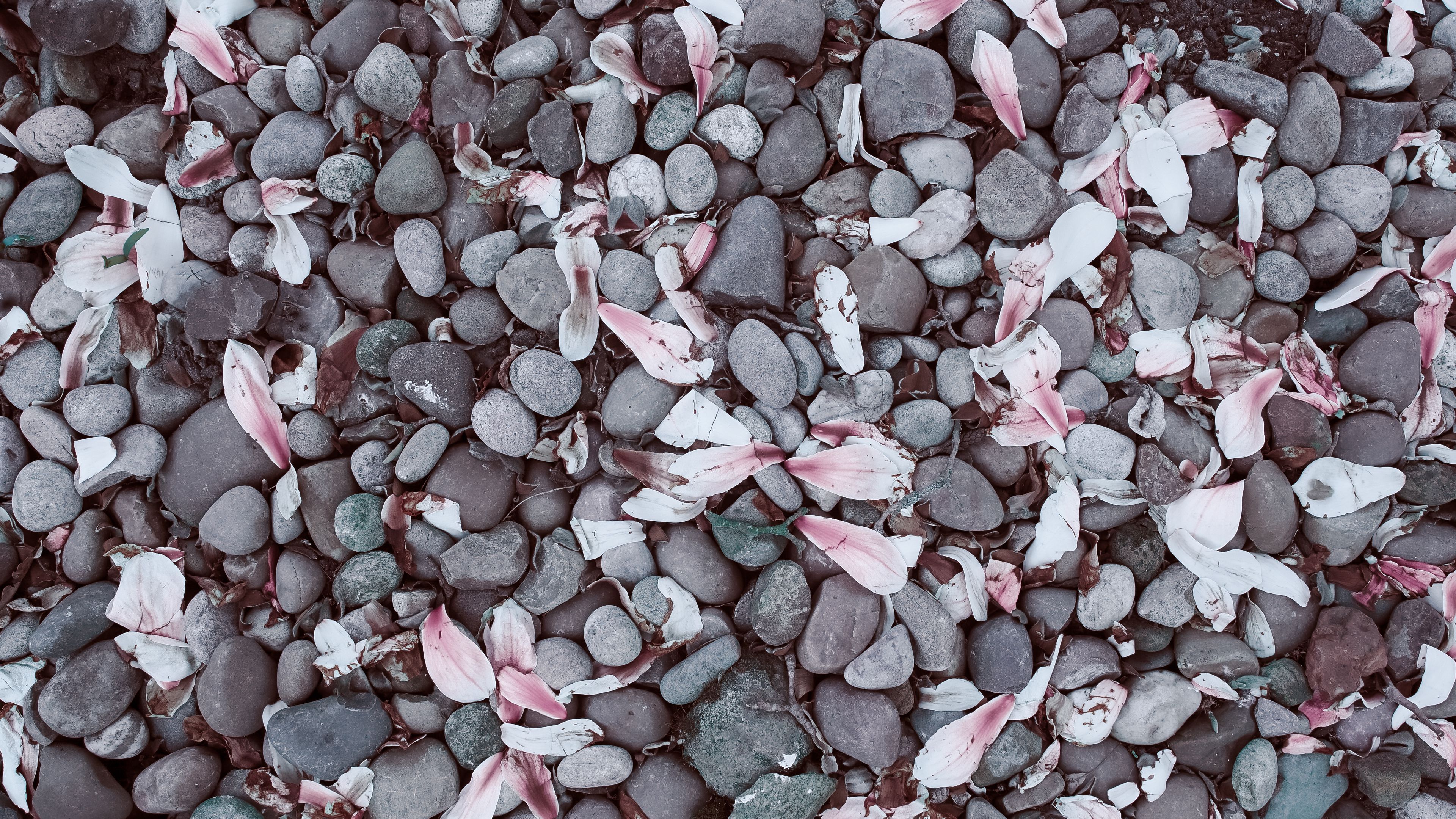 magnolias, leaves, stones, 4k, HD Wallpaper
