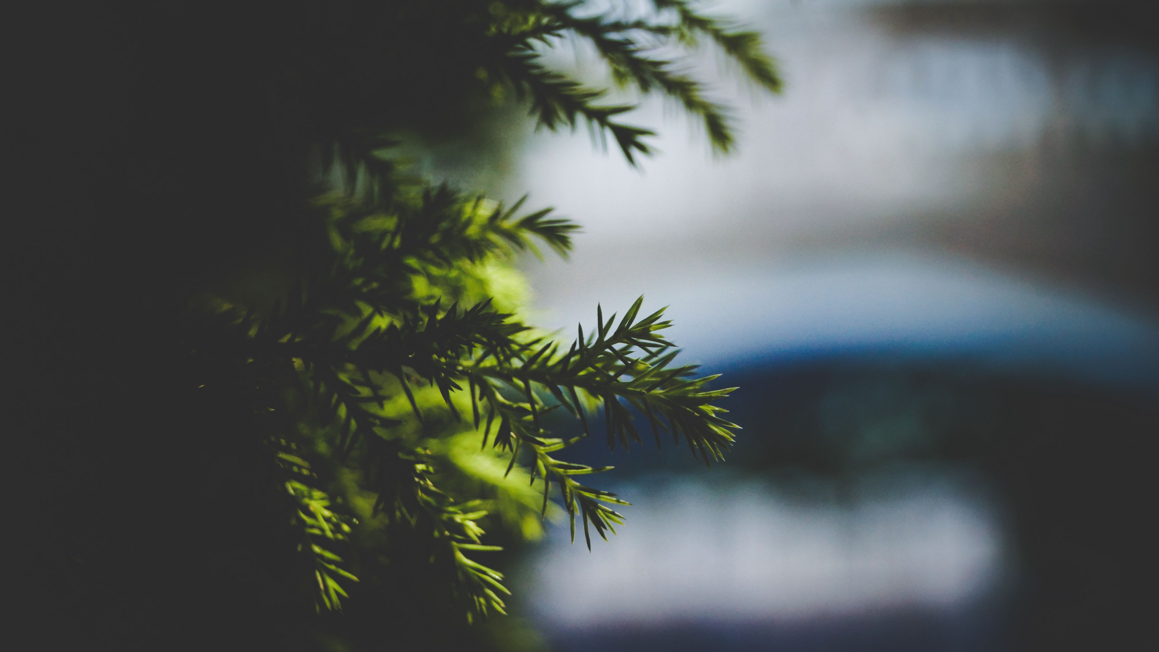 needles, spruce, branch, blur, 4k, HD Wallpaper