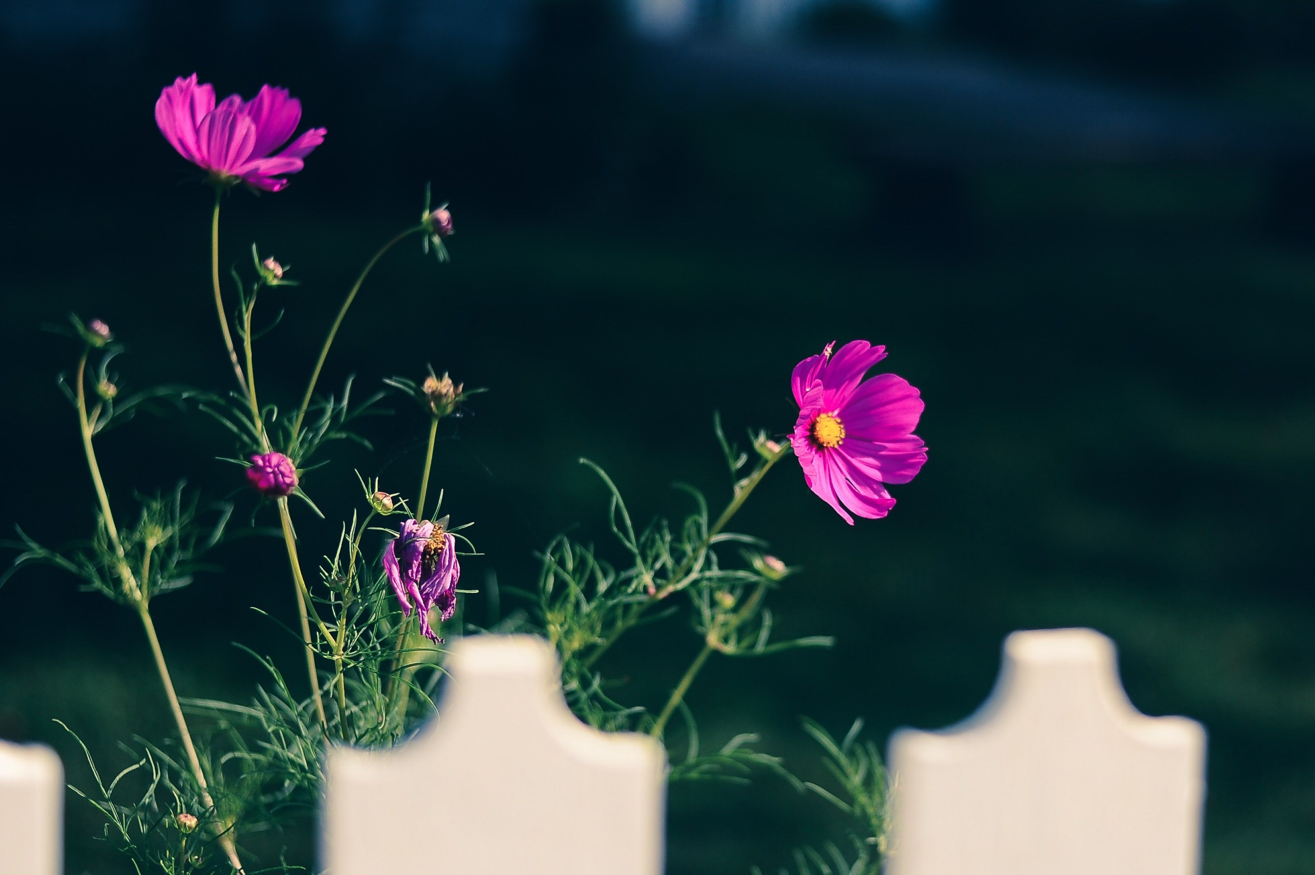 white fence purple flower and flower 4k, HD Wallpaper