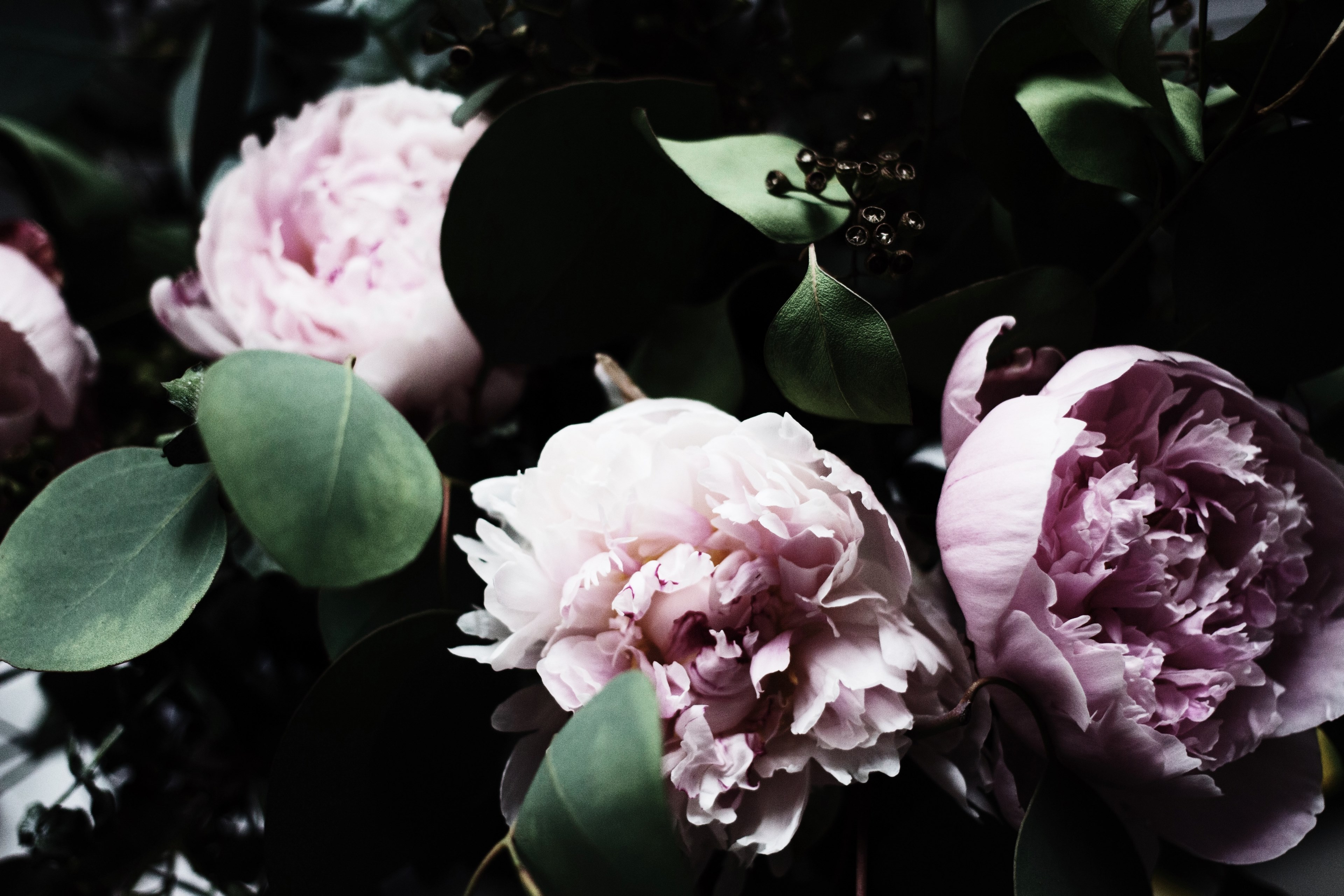 peony flower pink and green 4k, HD Wallpaper