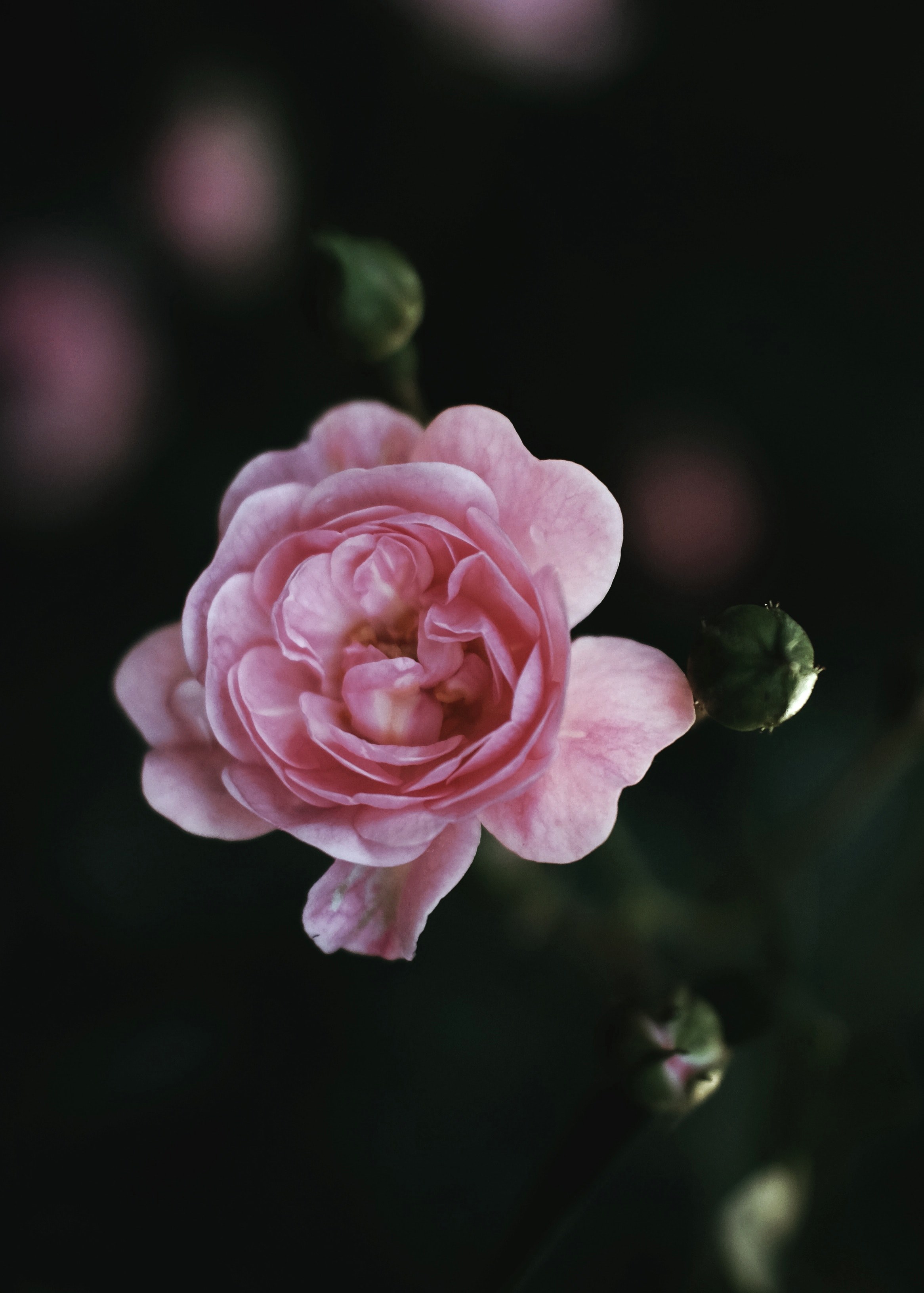 pink rose petal and floral hd, 4k, Phone HD Wallpaper