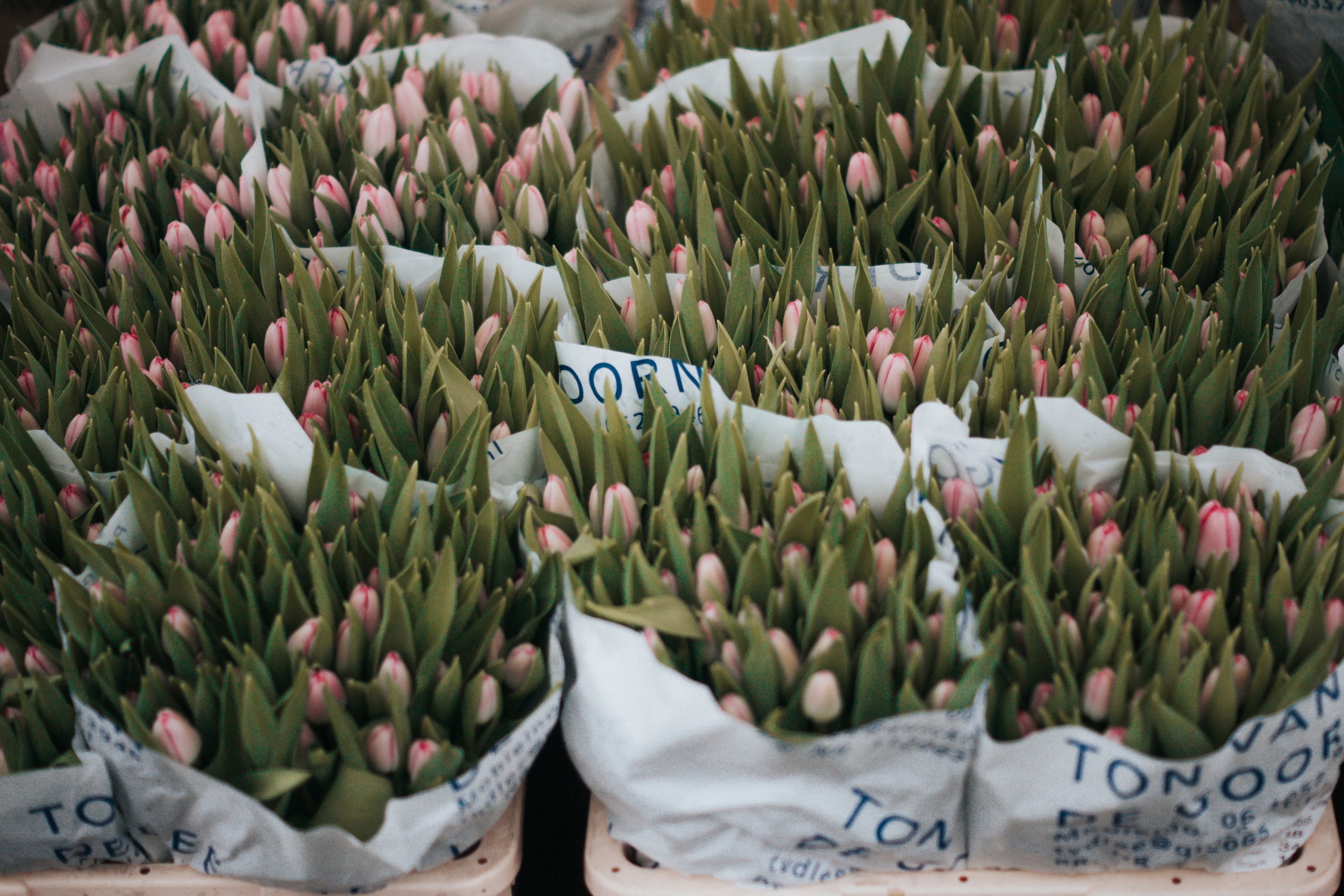 bouquets of pink tulip buds at market stall in spring, tulips at the flower market 4k, HD Wallpaper