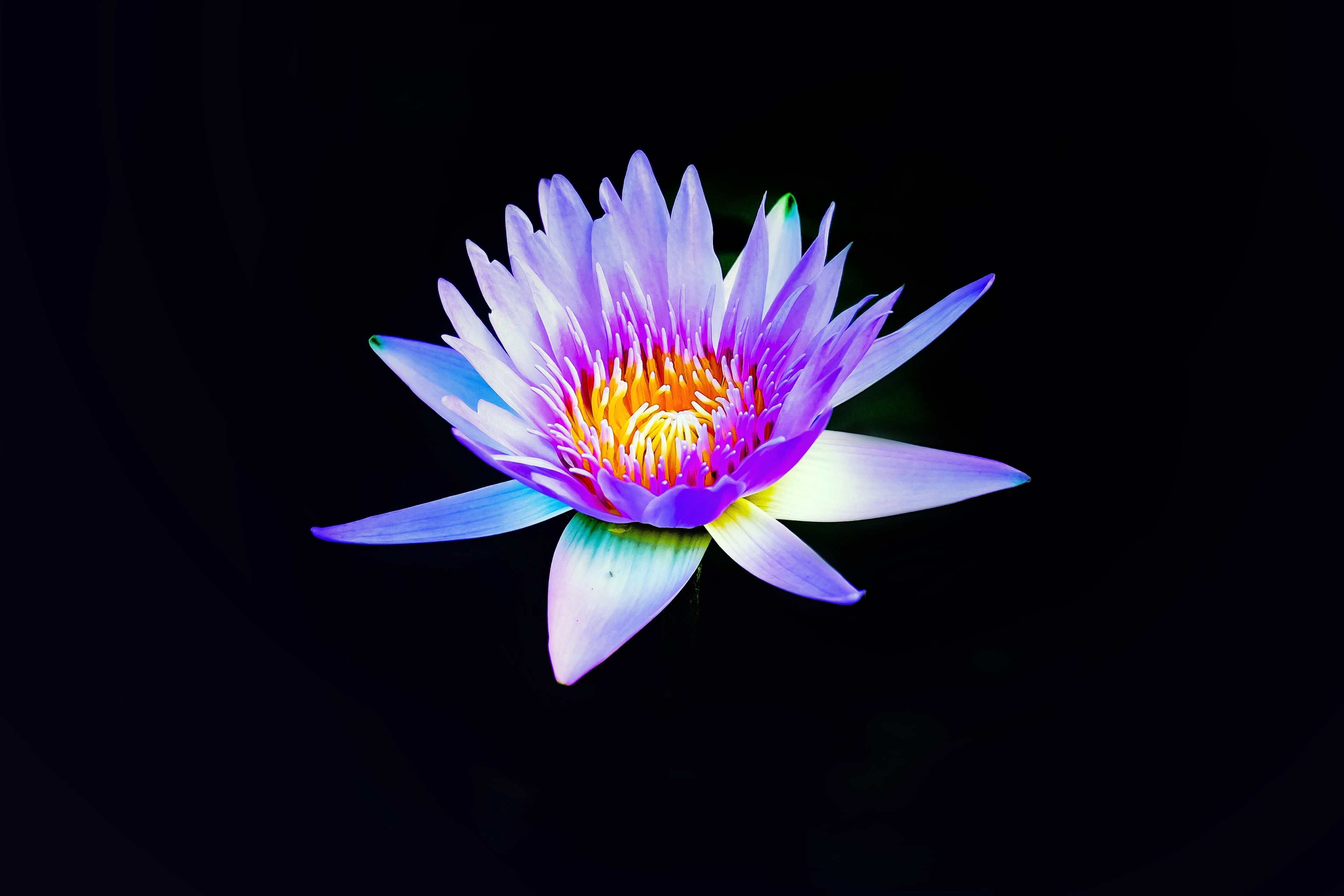 a violet water lily against a black background, violet water lily on black 4k, HD Wallpaper