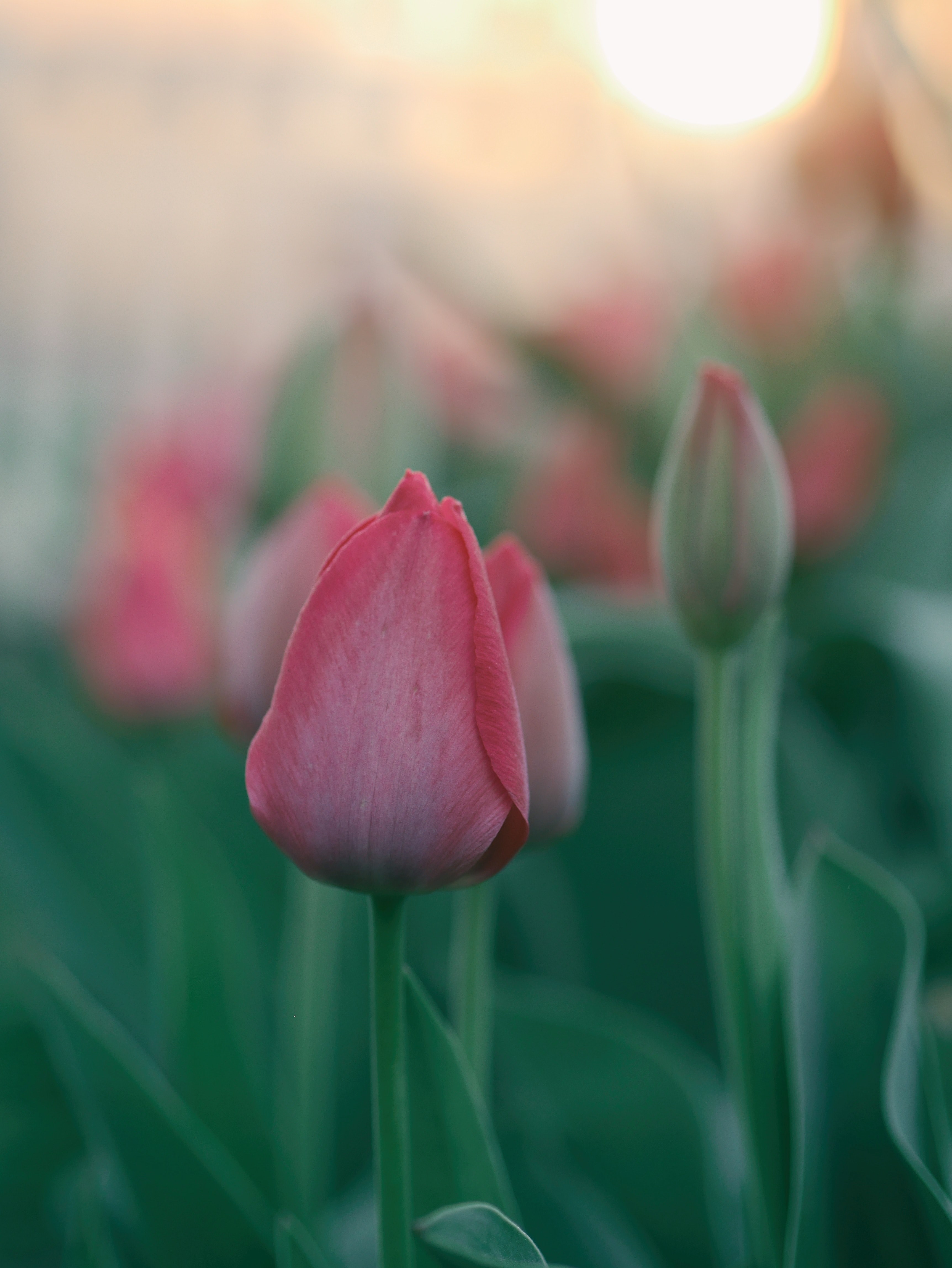 a close up of a group of closed red tulips, red tulips in spring 4k, Phone HD Wallpaper