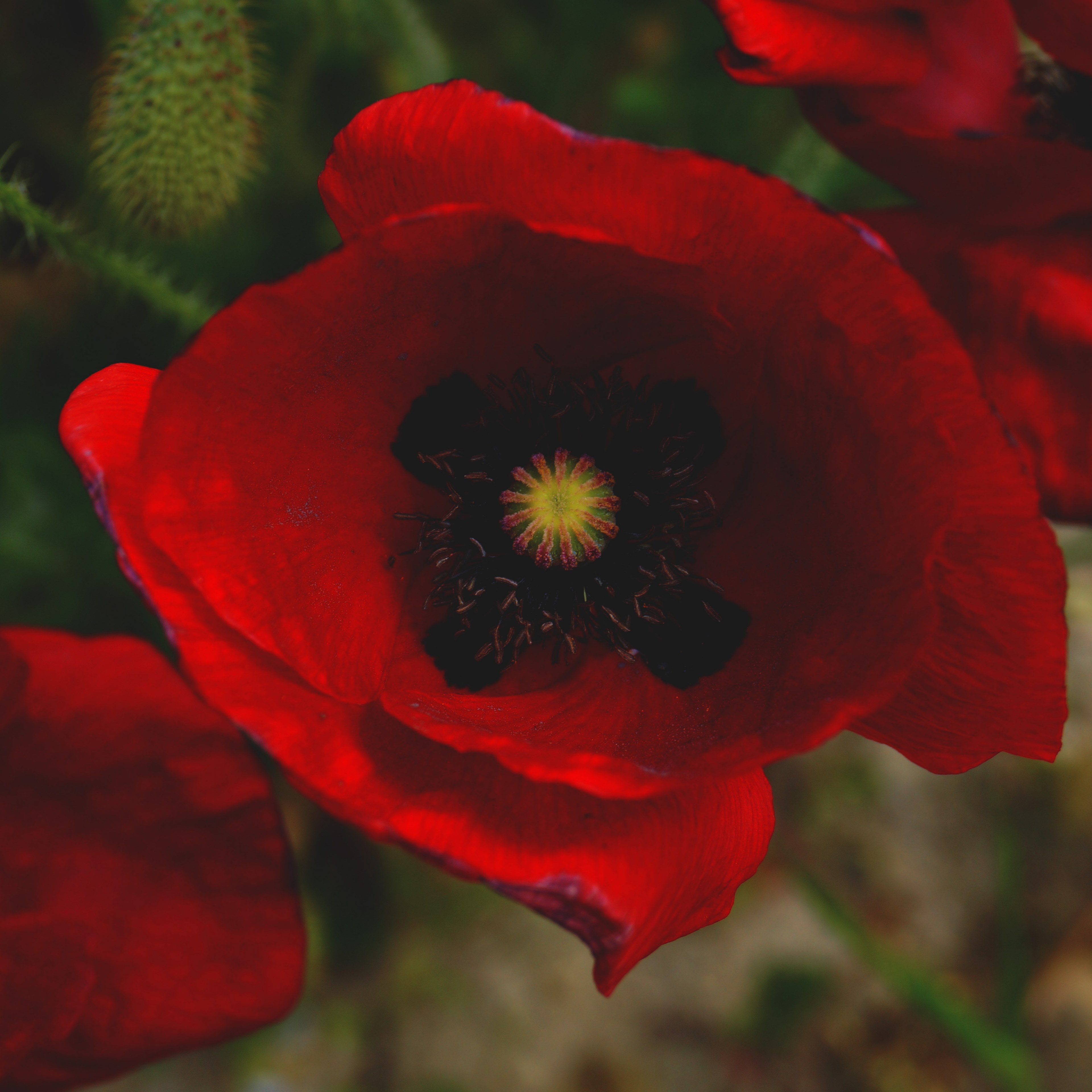 macro of red poppy flower and green stem in bloom in spring, inside a red poppy 4k, HD Wallpaper