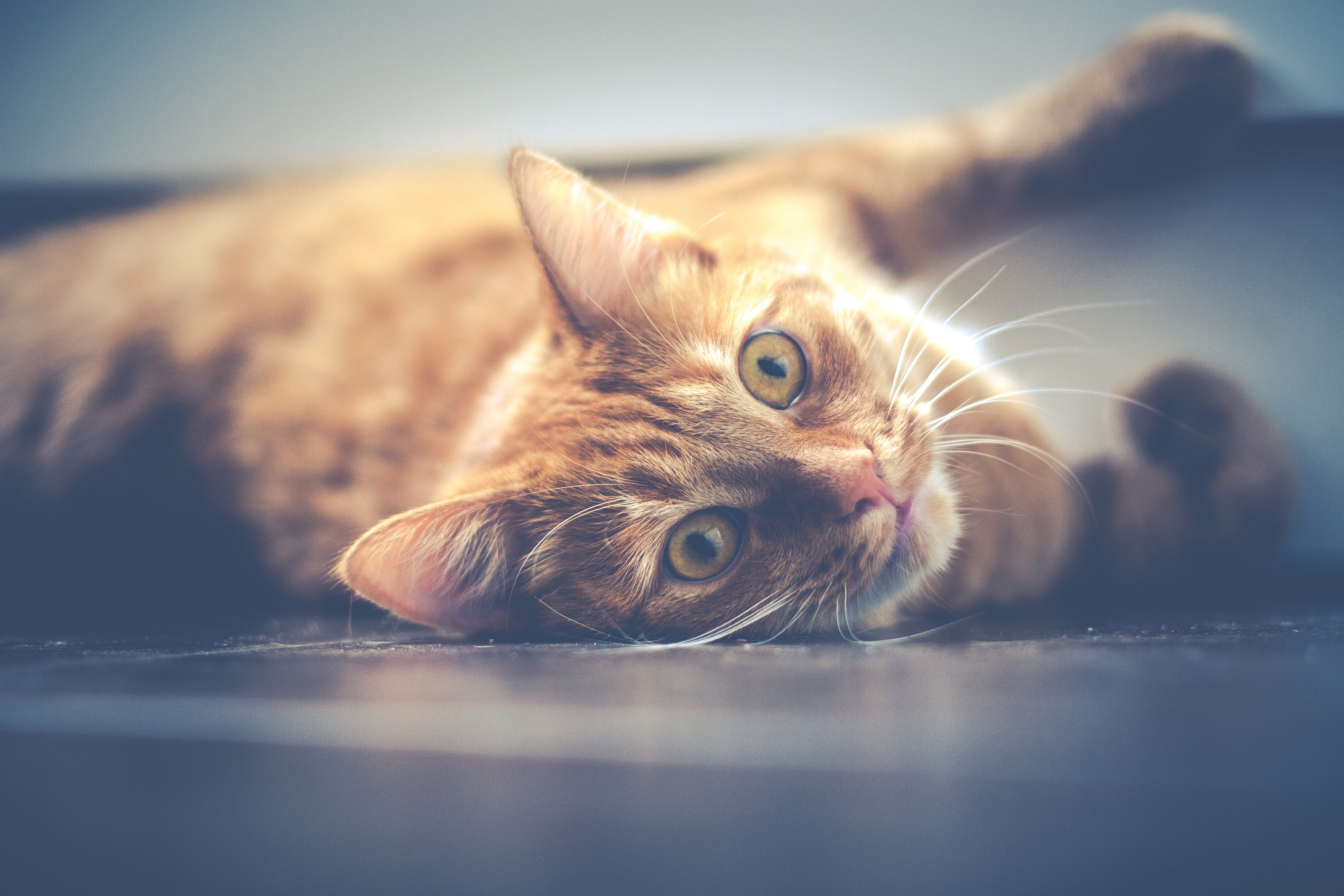 a ginger tabby lying on the floor and looking at the camera expectantly, ready to play 4k, HD Wallpaper