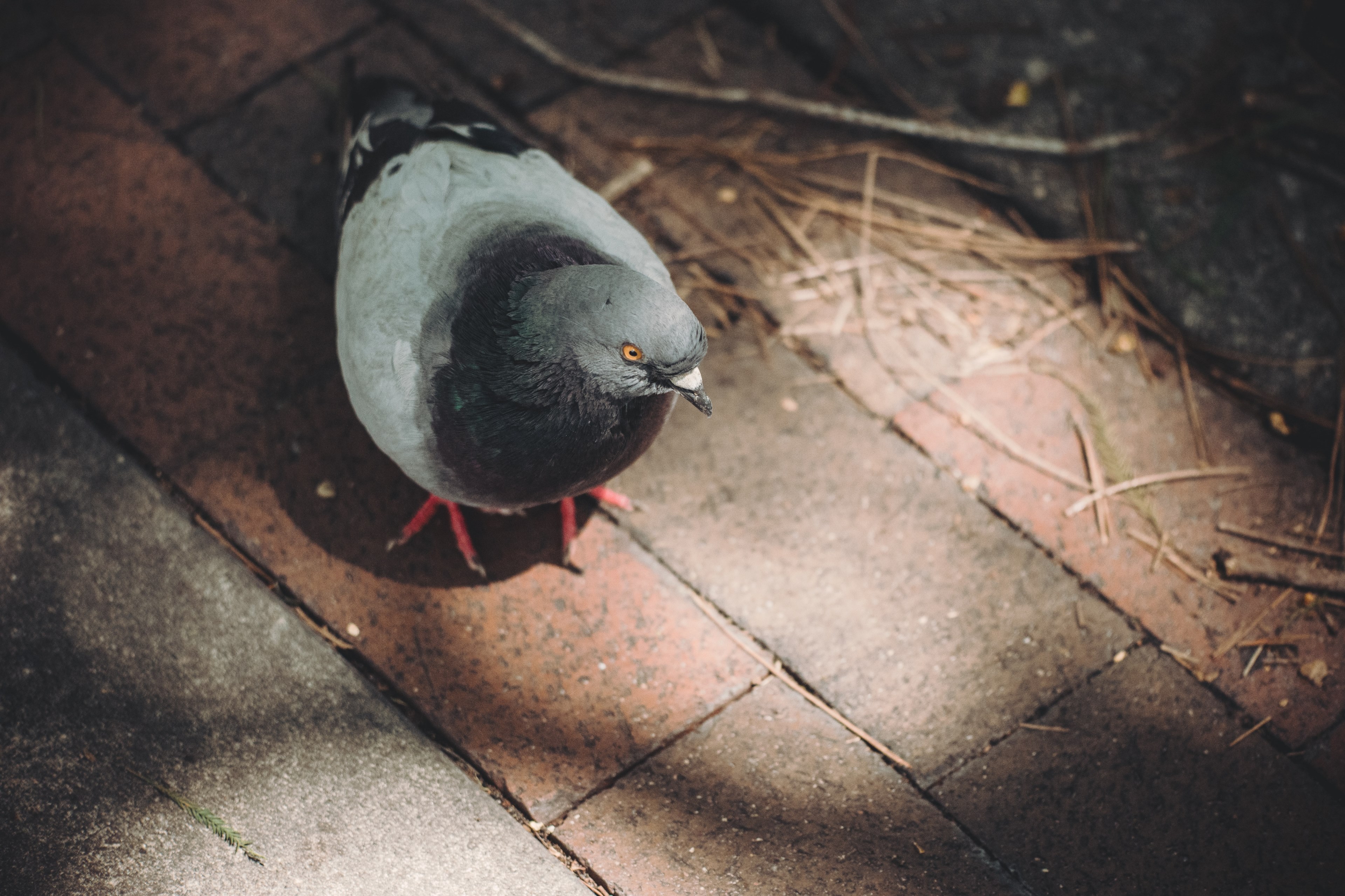 a pigeon walking around a brick floor with dried leaves and twigs, pigeon on ground 4k, HD Wallpaper