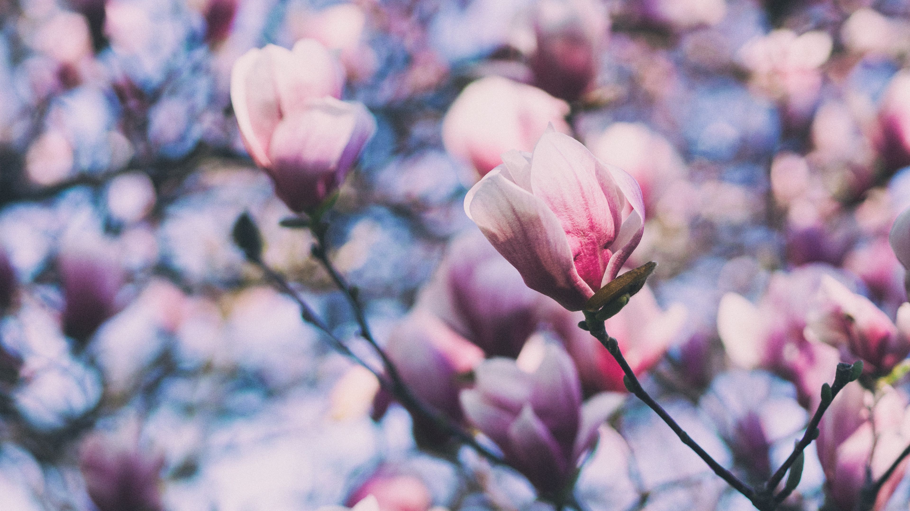 magnolia, pink, branches, blossom, 4k, HD Wallpaper