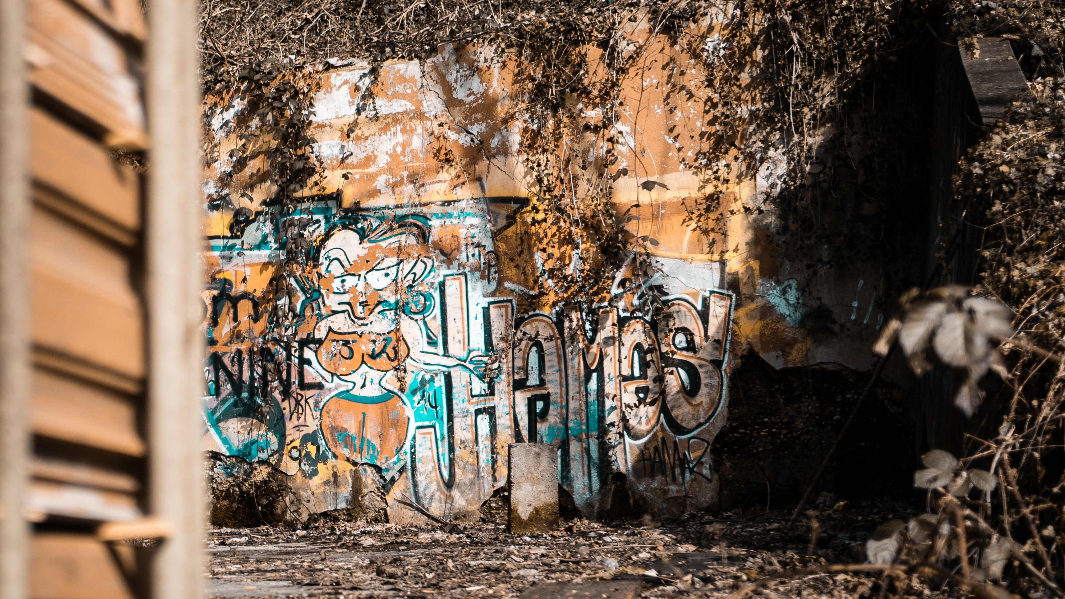 long shot of textured urban wall with plants and graffiti lettering, graffiti on abandoned building 4k, HD Wallpaper