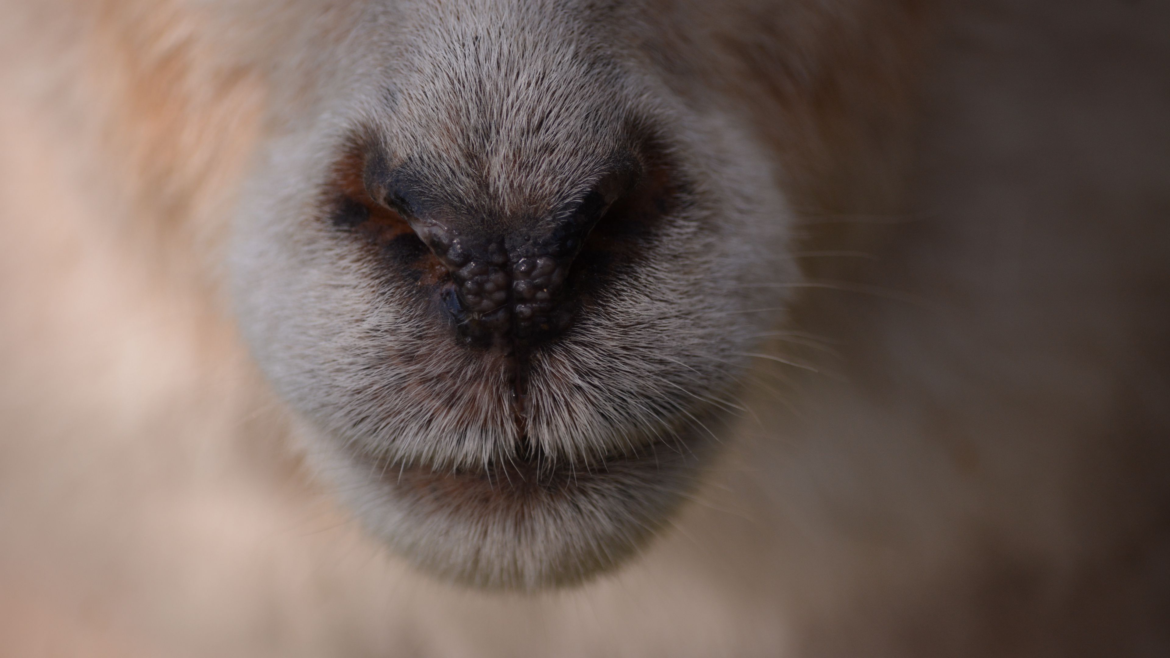 sheep, nose, coat, 4k, HD Wallpaper