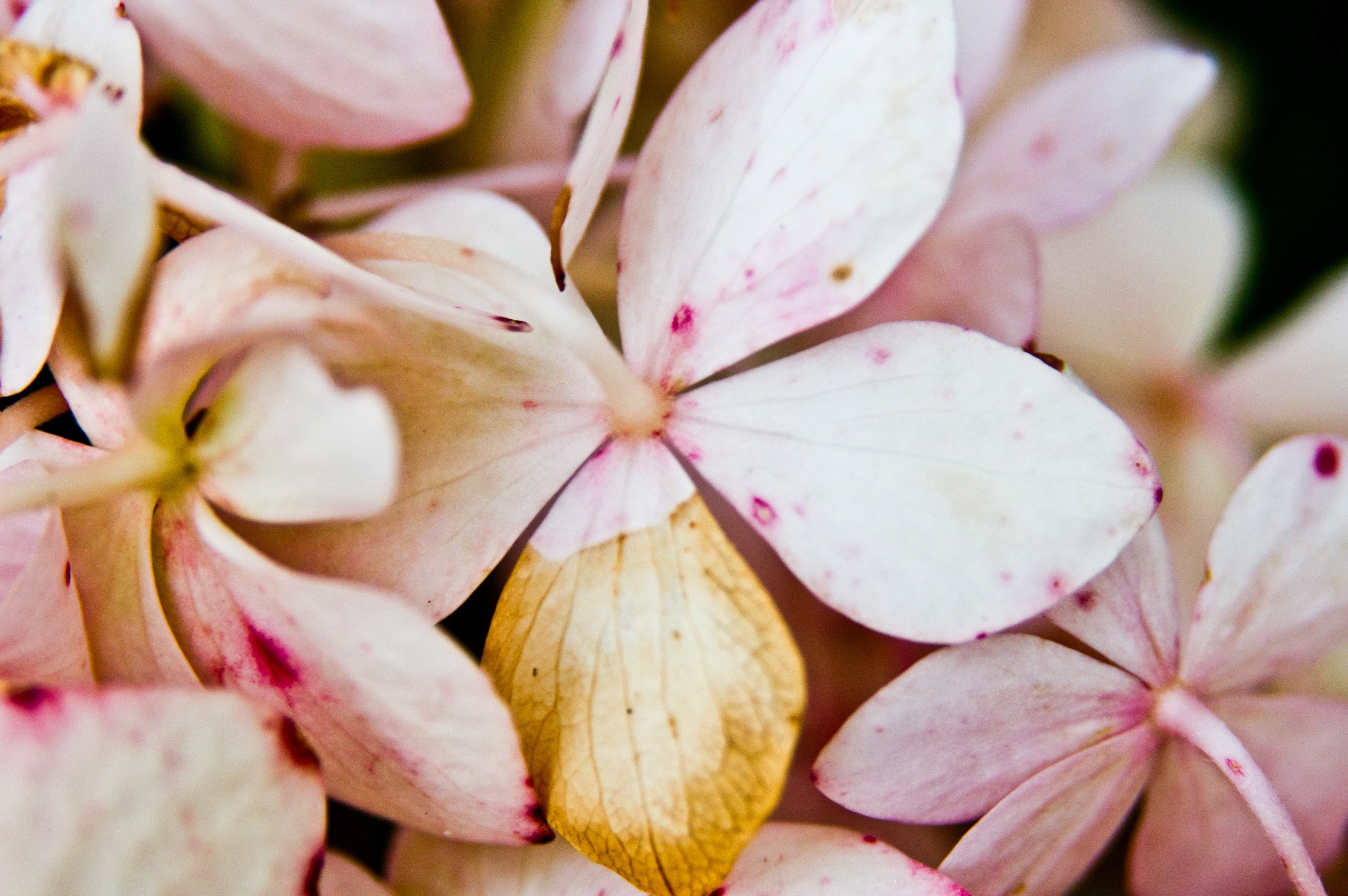 close up of partly wilted pink flowers, fading pink flowers 4k, HD Wallpaper