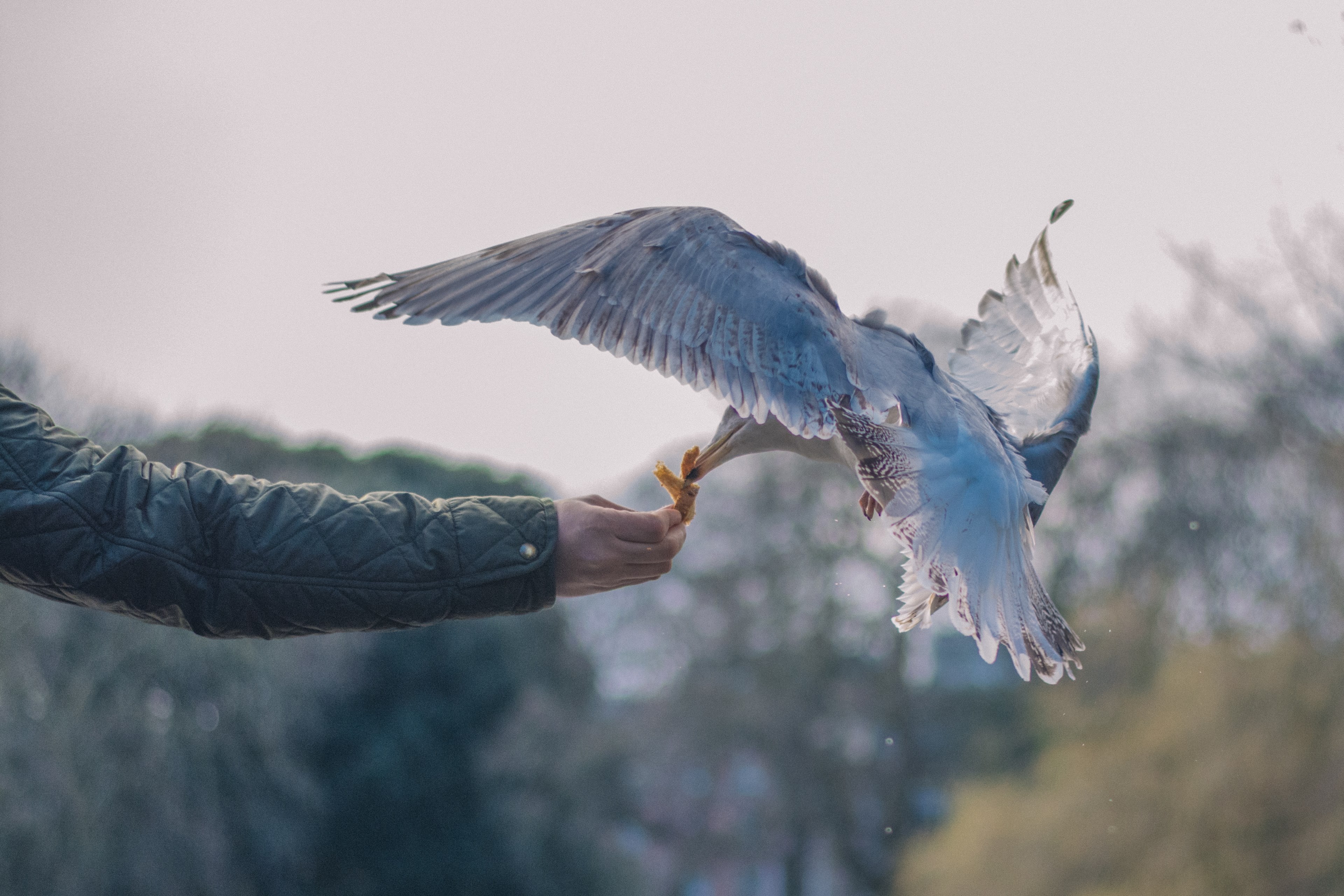 bird seagull feeding and feed 4k, HD Wallpaper