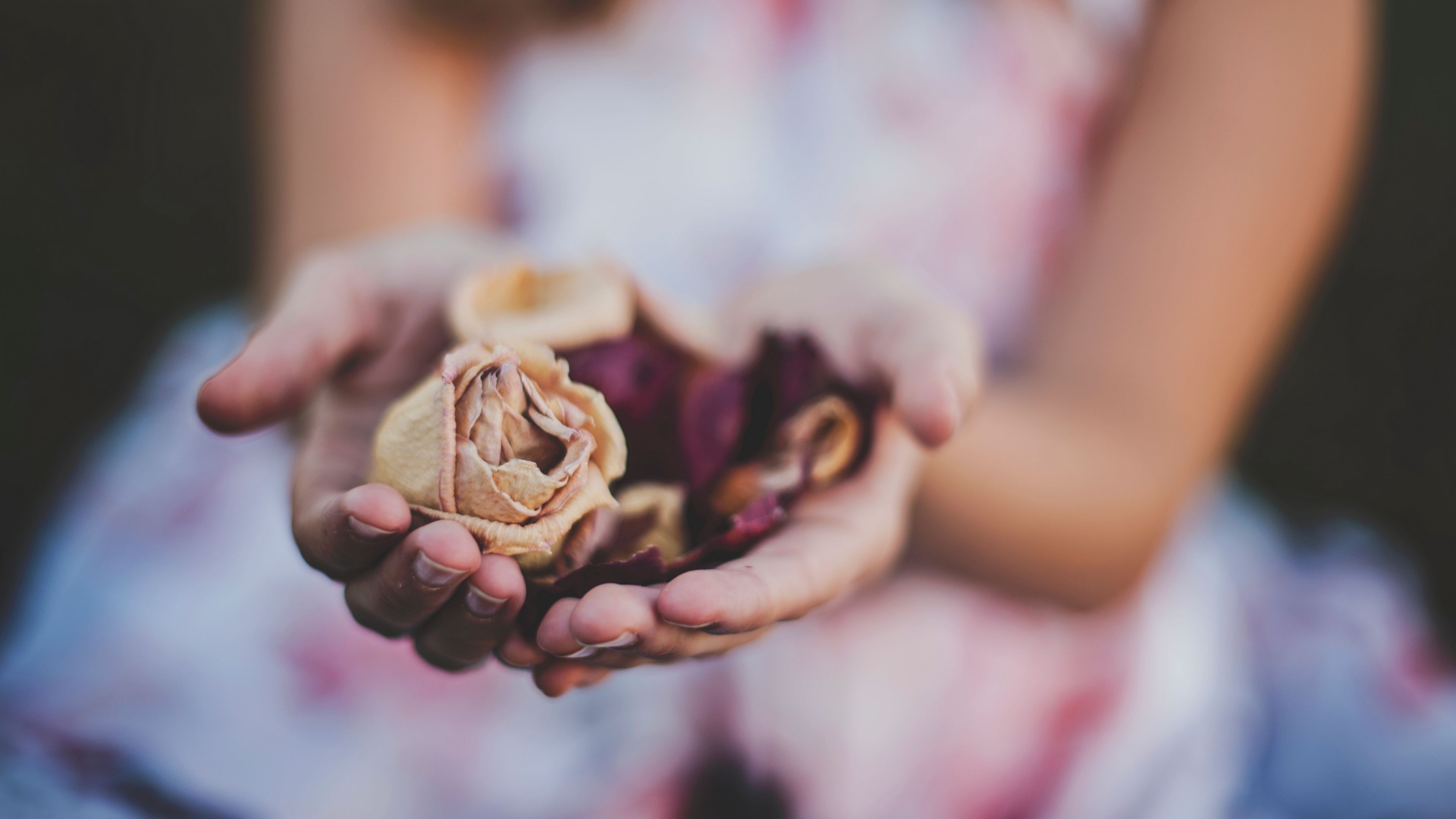 roses, herbarium, hands, flowers, 4k, HD Wallpaper