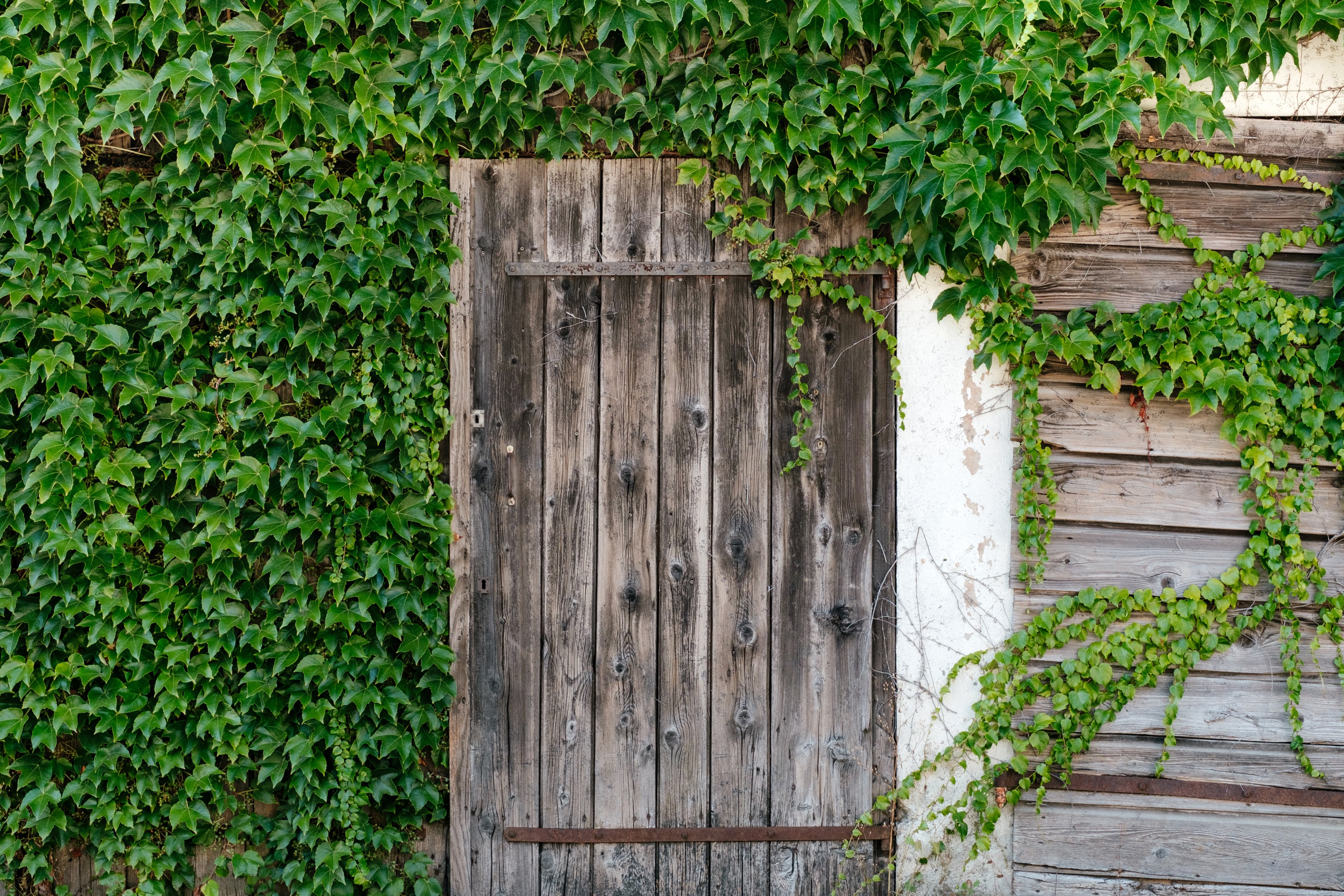 ivy growth wooden door and wall 4k, HD Wallpaper