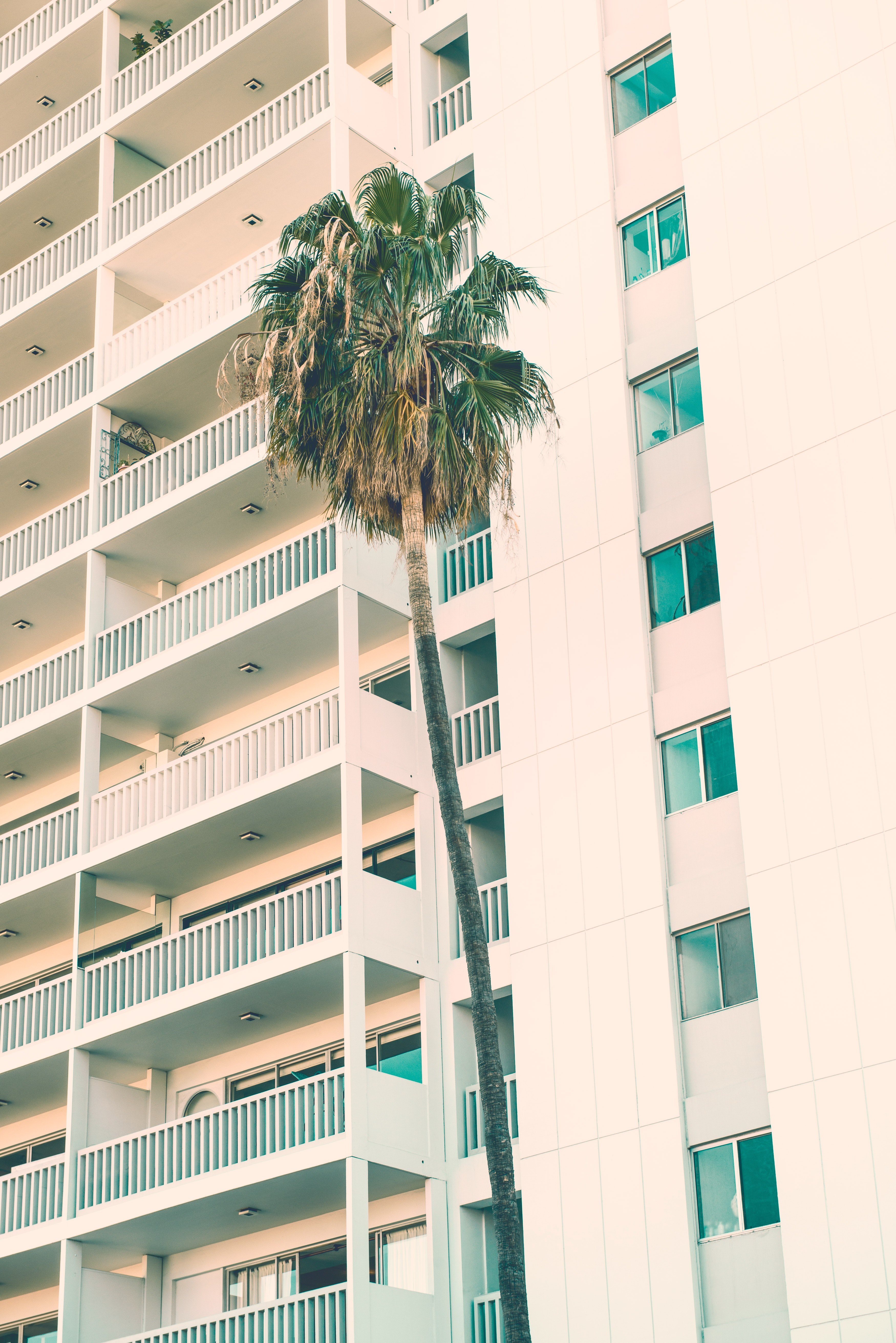 palm tree palm balcony and hotel hd, 4k, Phone HD Wallpaper
