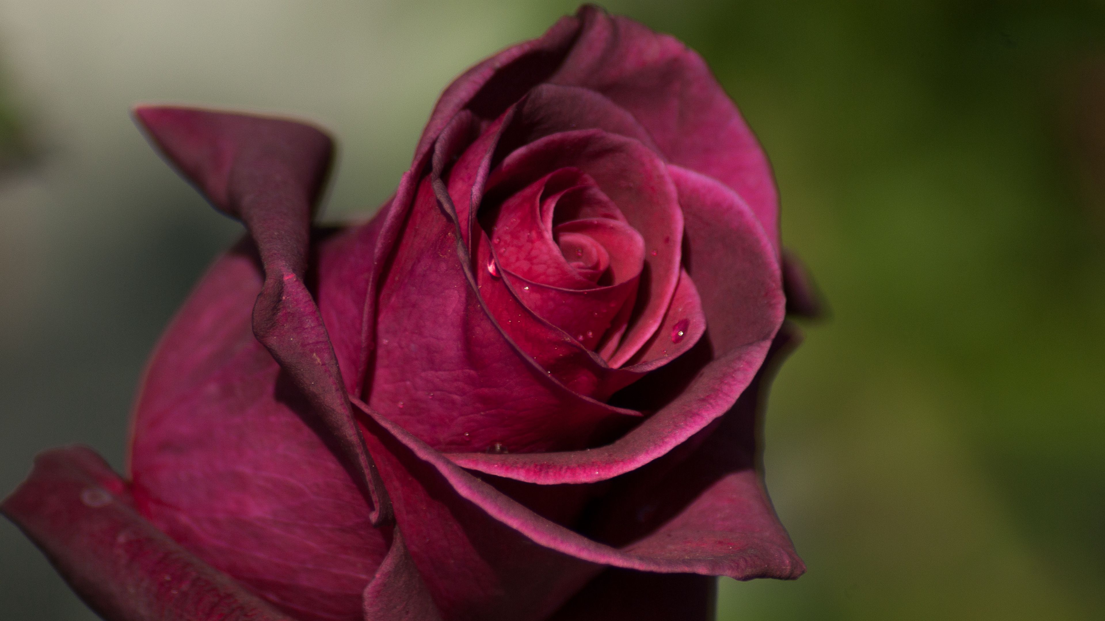rose, bud, petals, drops, 4k, HD Wallpaper