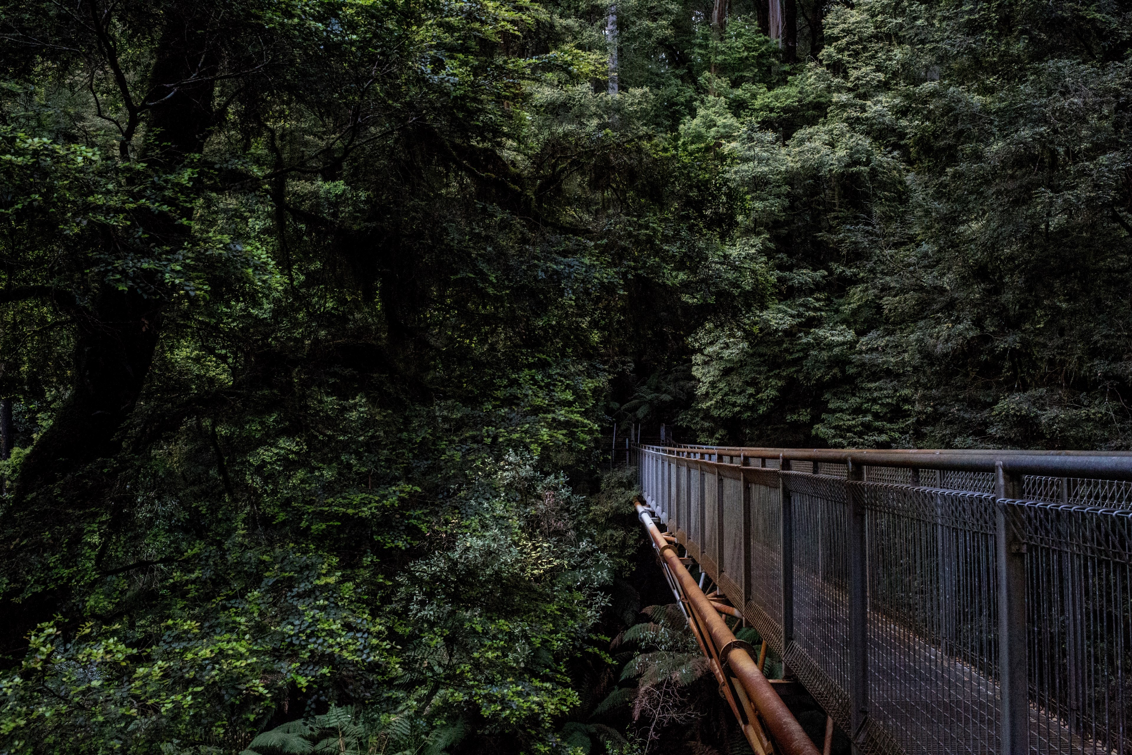 a metal suspension bridge in a forest, rusty suspension bridge 4k, HD Wallpaper