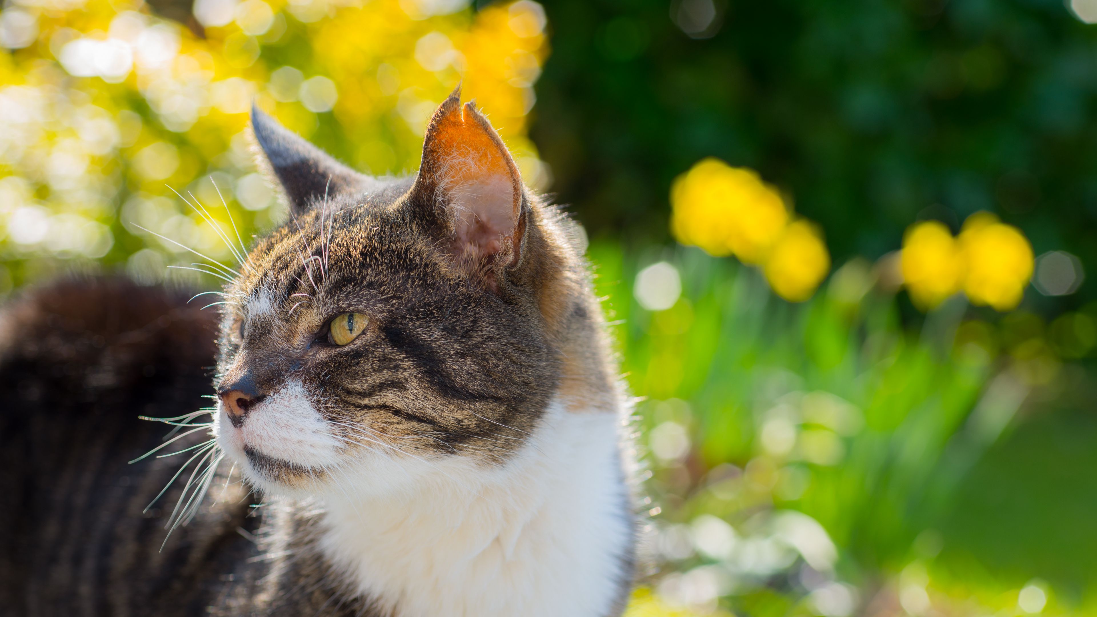 cat, muzzle, spotted, 4k, HD Wallpaper