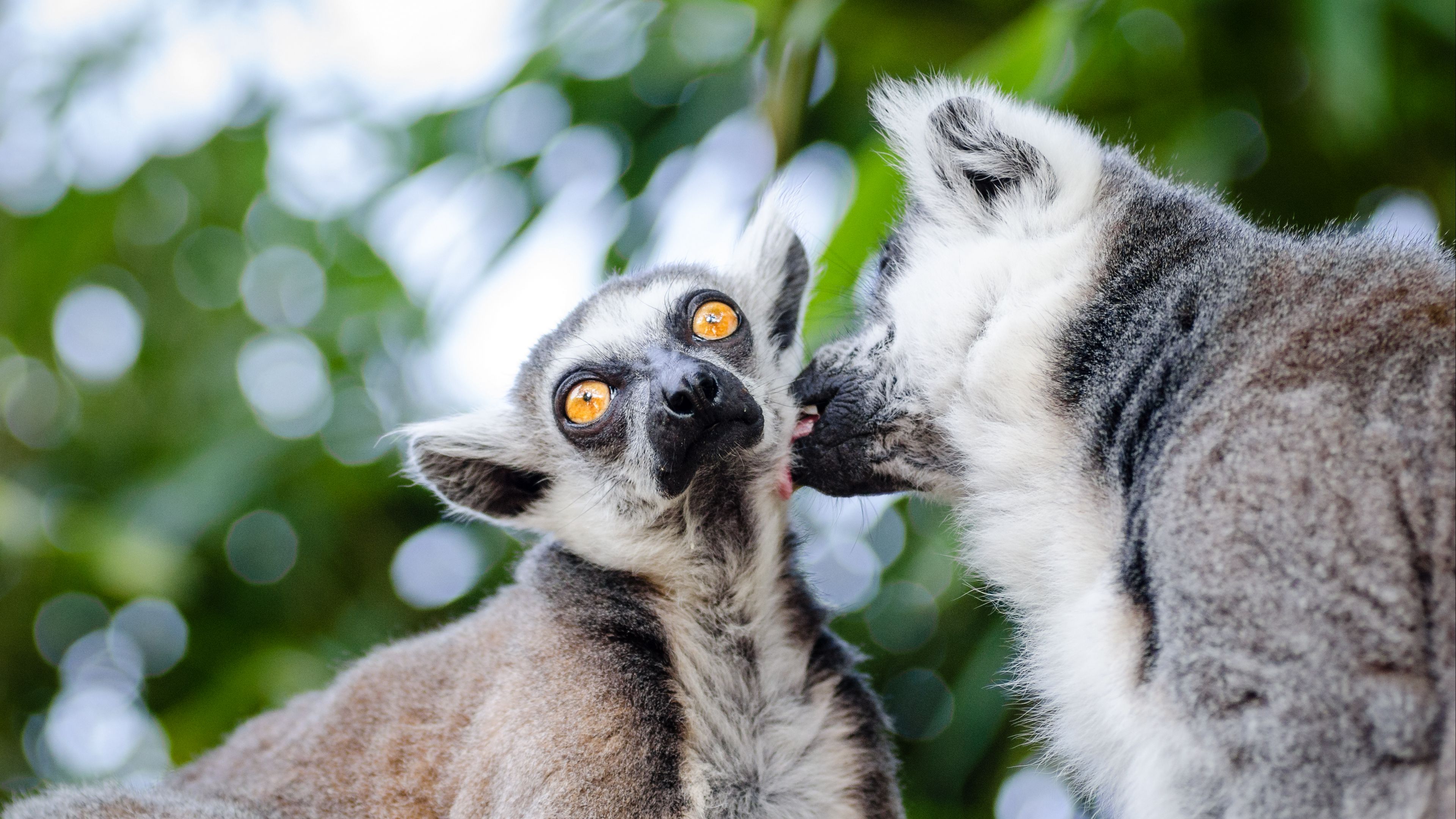 lemurs, couple, lick, 4k, HD Wallpaper