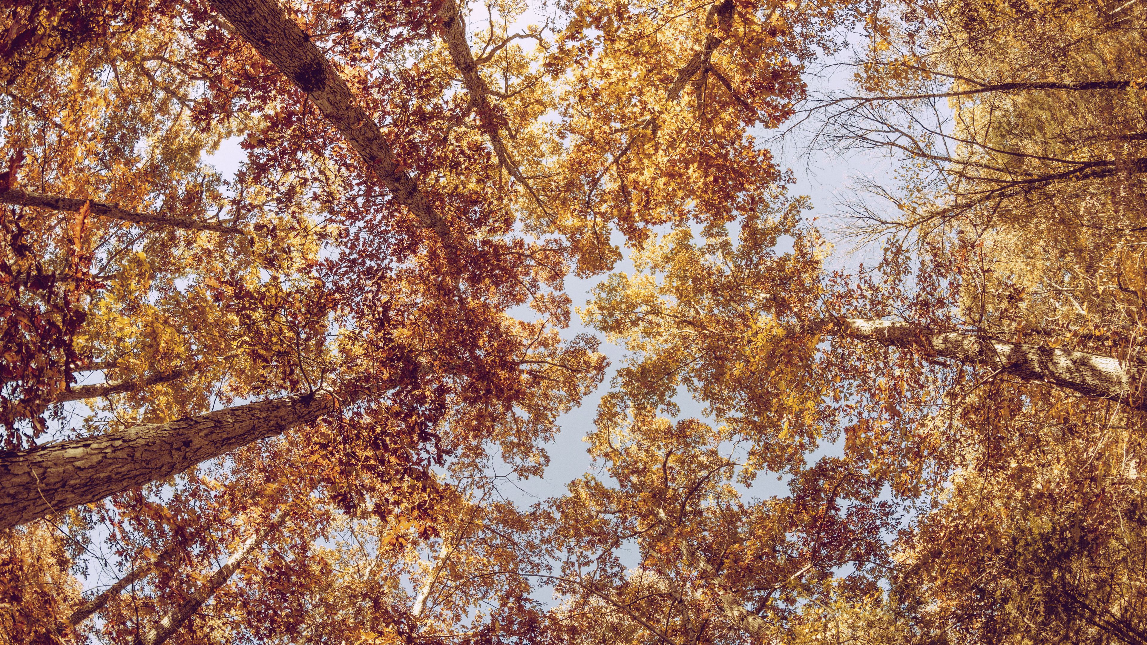 trees, view from below, autumn, 4k, HD Wallpaper