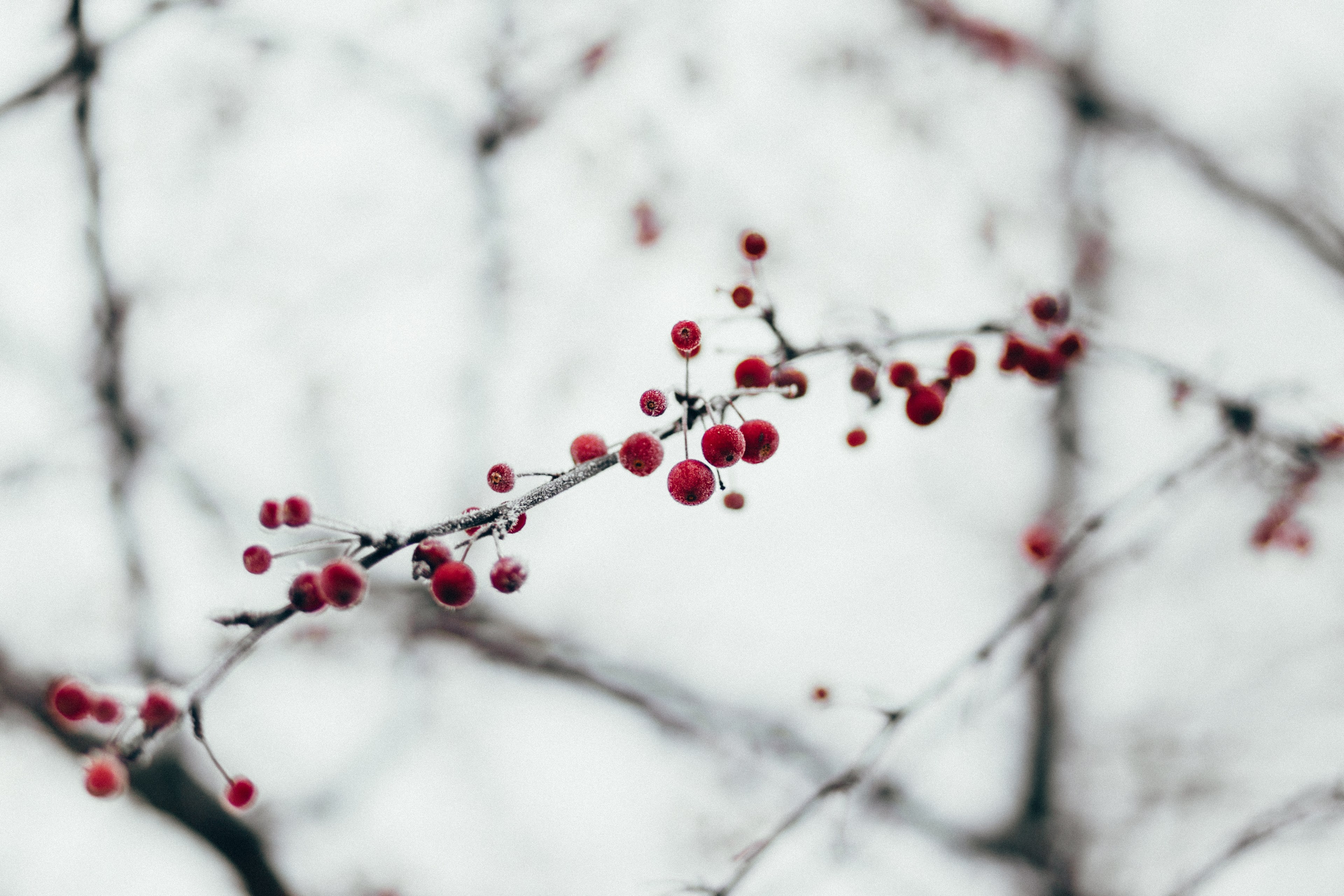 tiny red berries in various shapes sprouting from narrow branch in winter, berries on branch 4k, HD Wallpaper