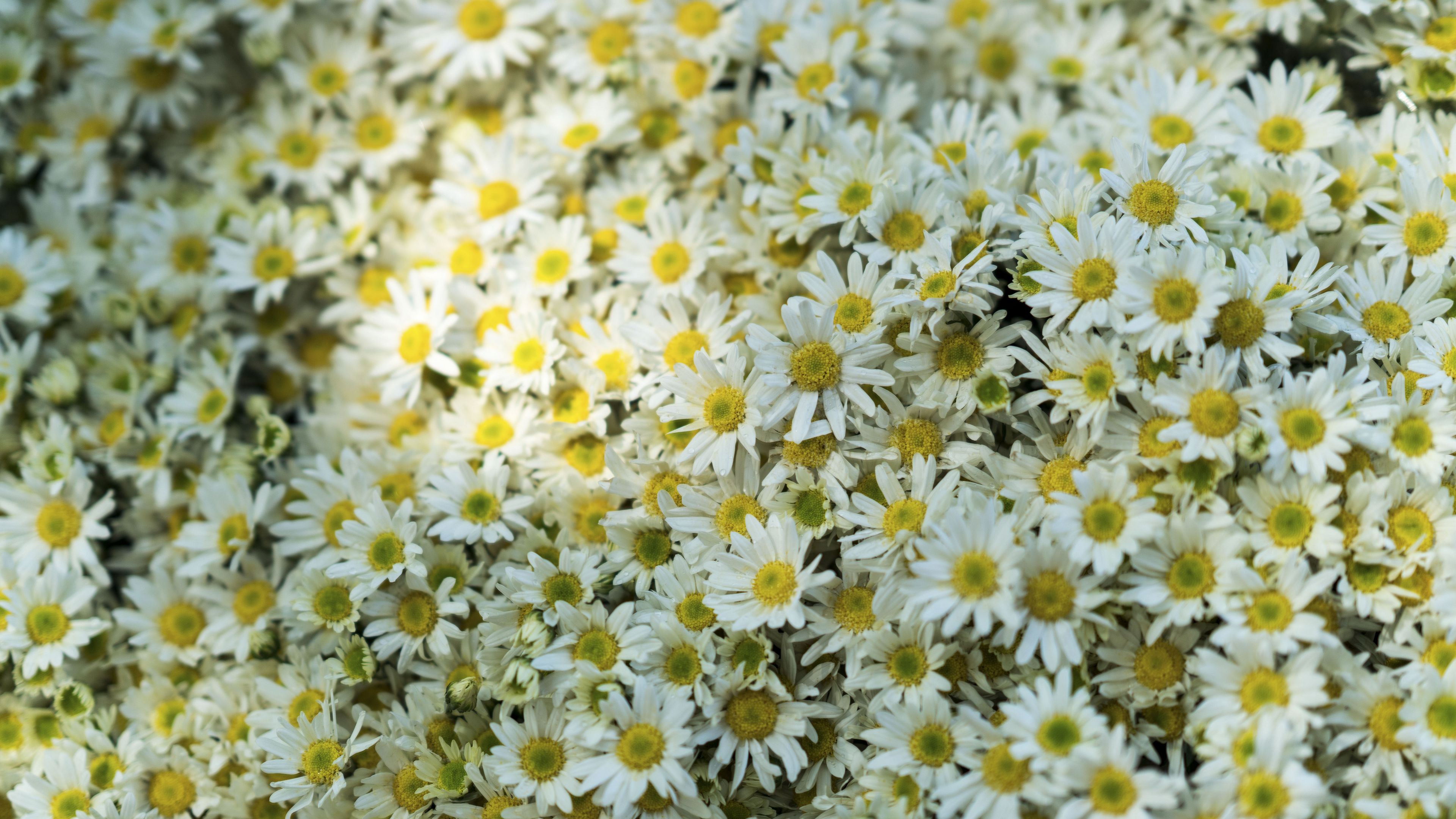 daisies, flowers, glade, 4k, HD Wallpaper