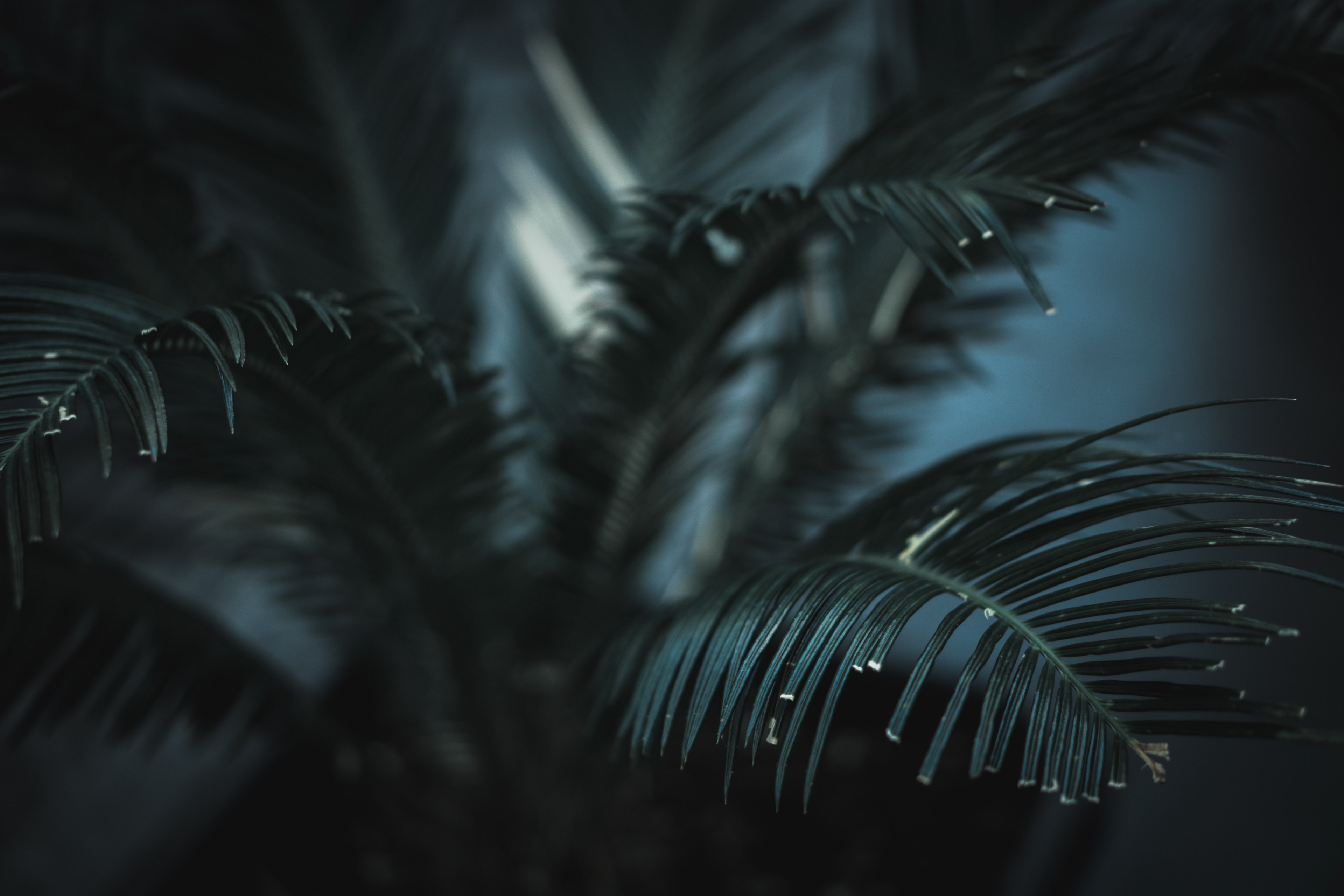 fern plant green and leaf 4k, HD Wallpaper