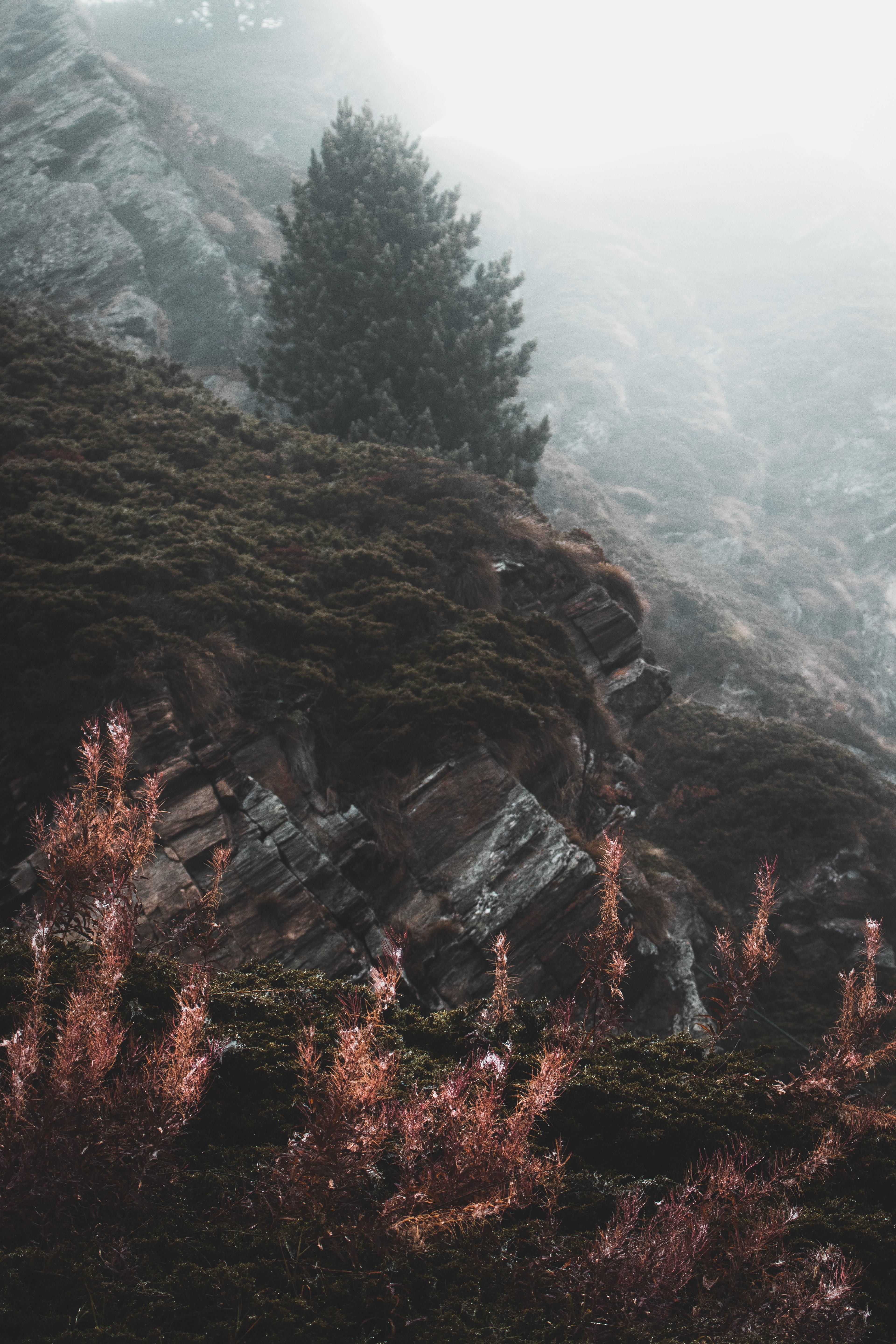 mountain tree woodland and forest hd, 4k, Phone HD Wallpaper