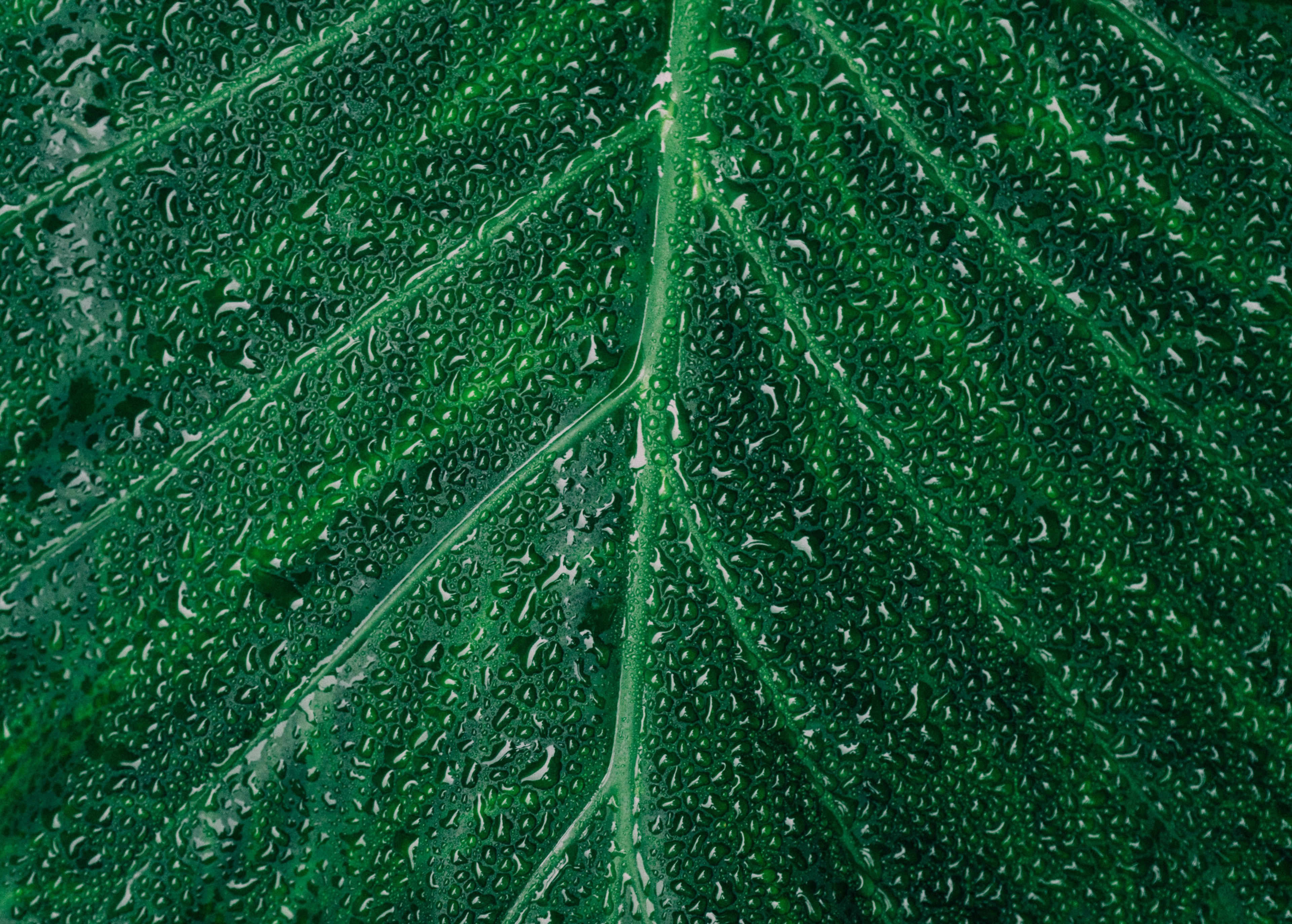 lost in the botanical gardens 4k, HD Wallpaper