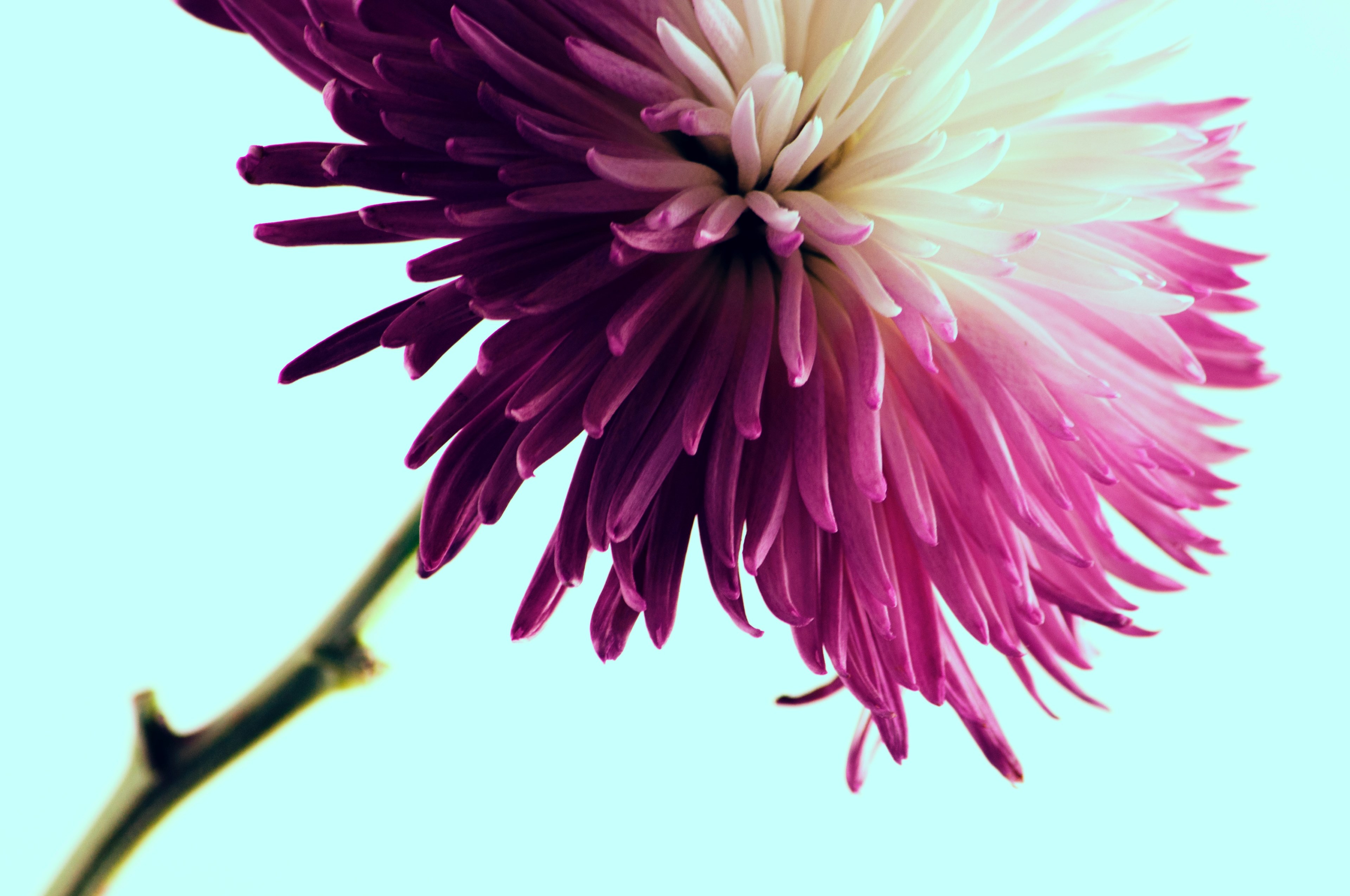 a macro shot of a purple dahlia flower with numerous long petals, dahlia in macro 4k, HD Wallpaper