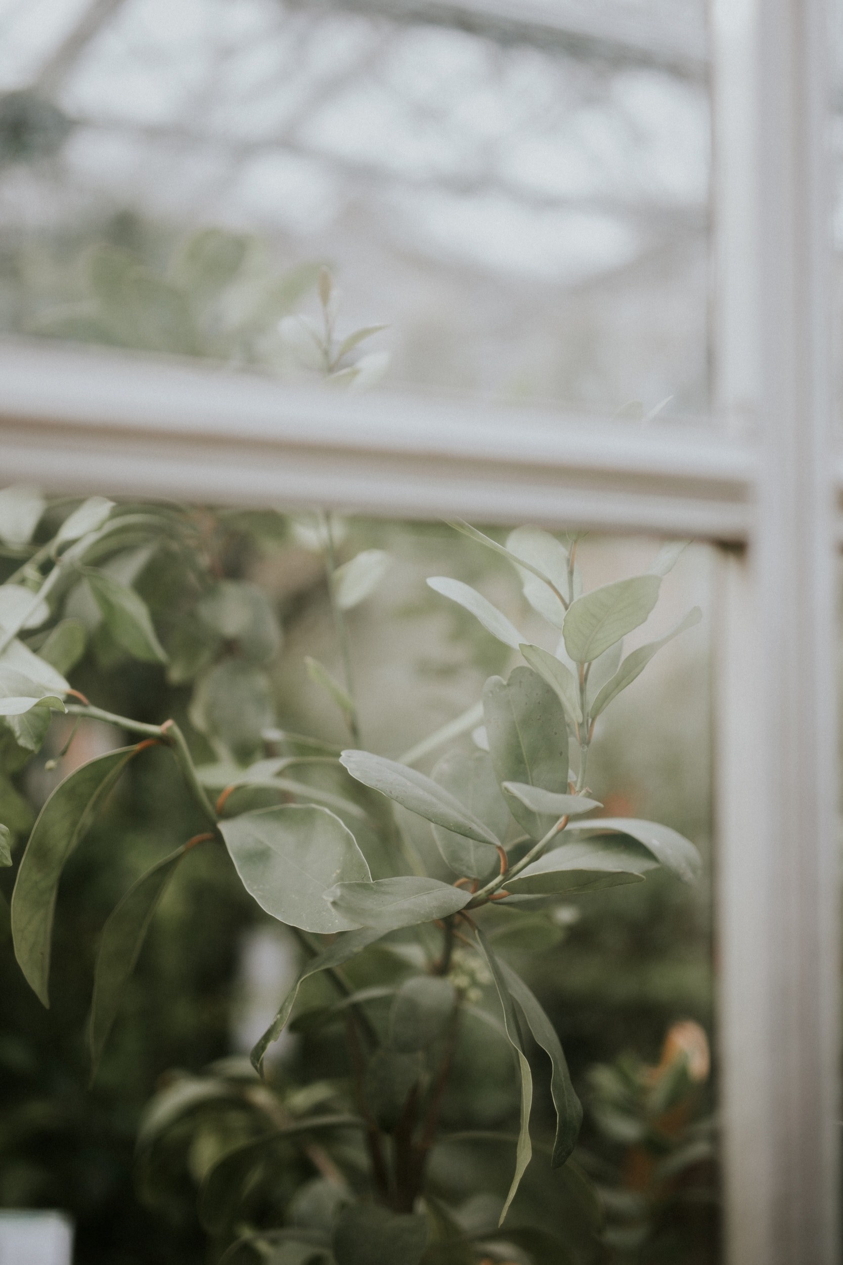 branches with green ovate leaves seen through a window pane, branches through a window 4k, Phone HD Wallpaper