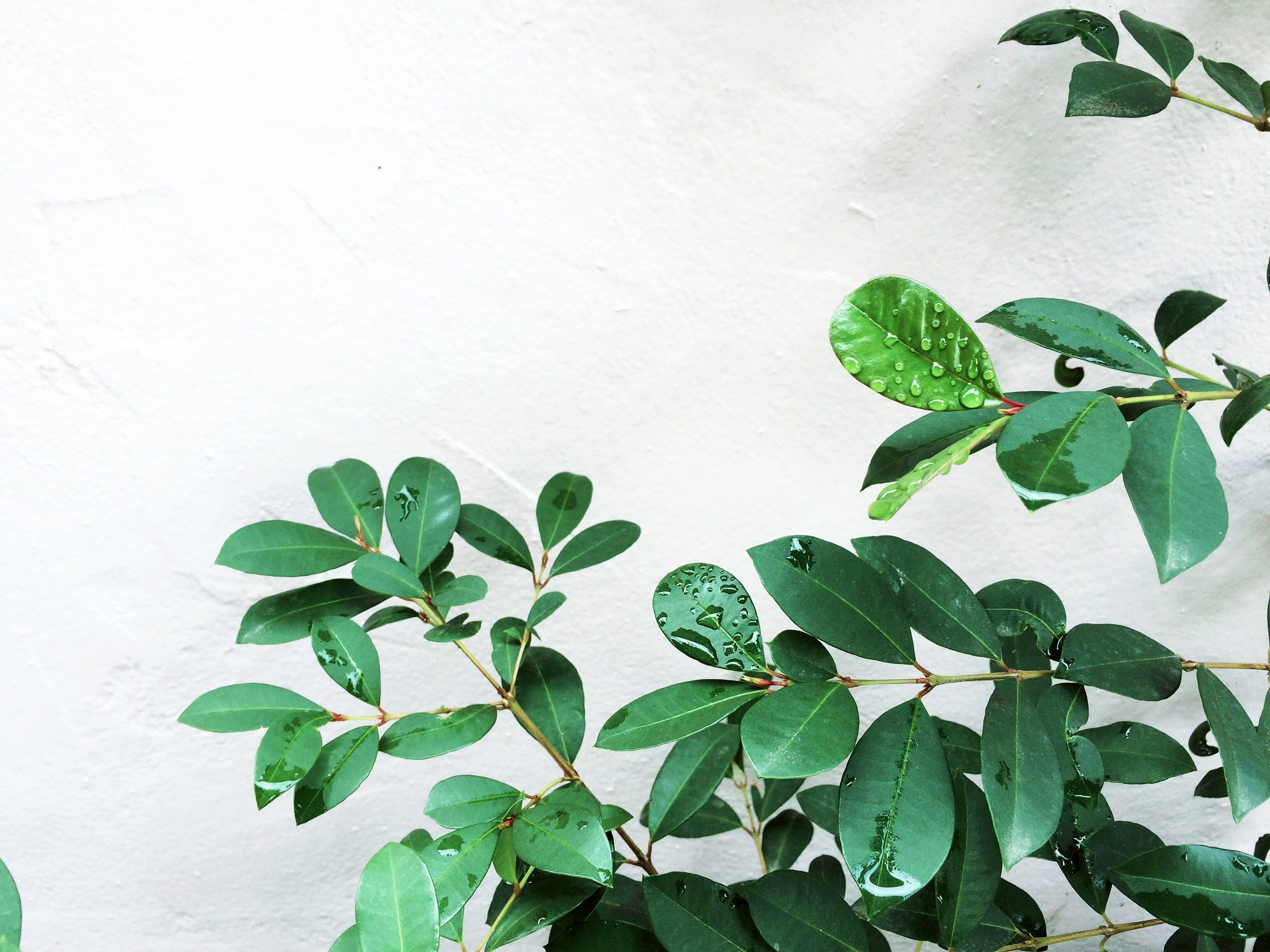pure pattern growing and clean 4k, HD Wallpaper