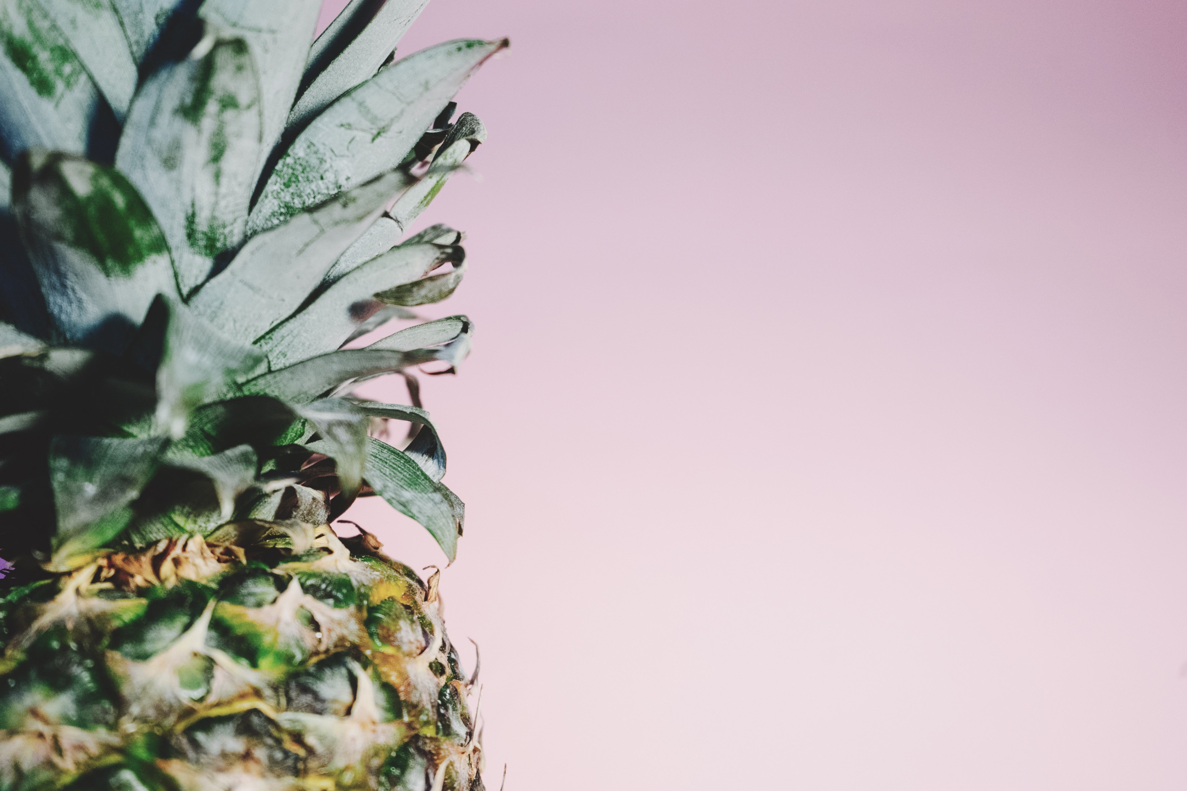 spines and green top of a fresh pineapple on a pink background, fresh fruit 4k, HD Wallpaper