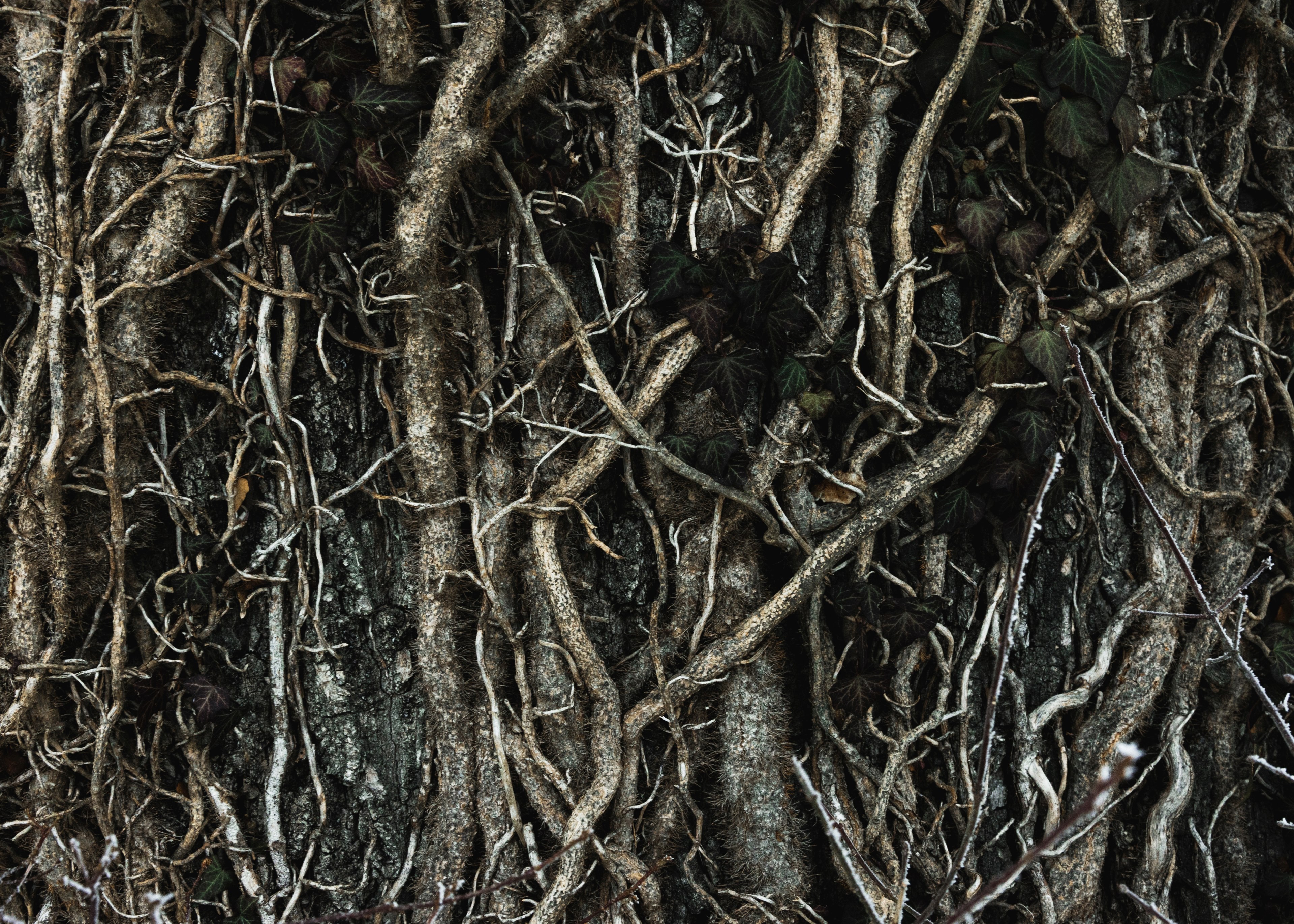 root tree texture and branch 4k, HD Wallpaper