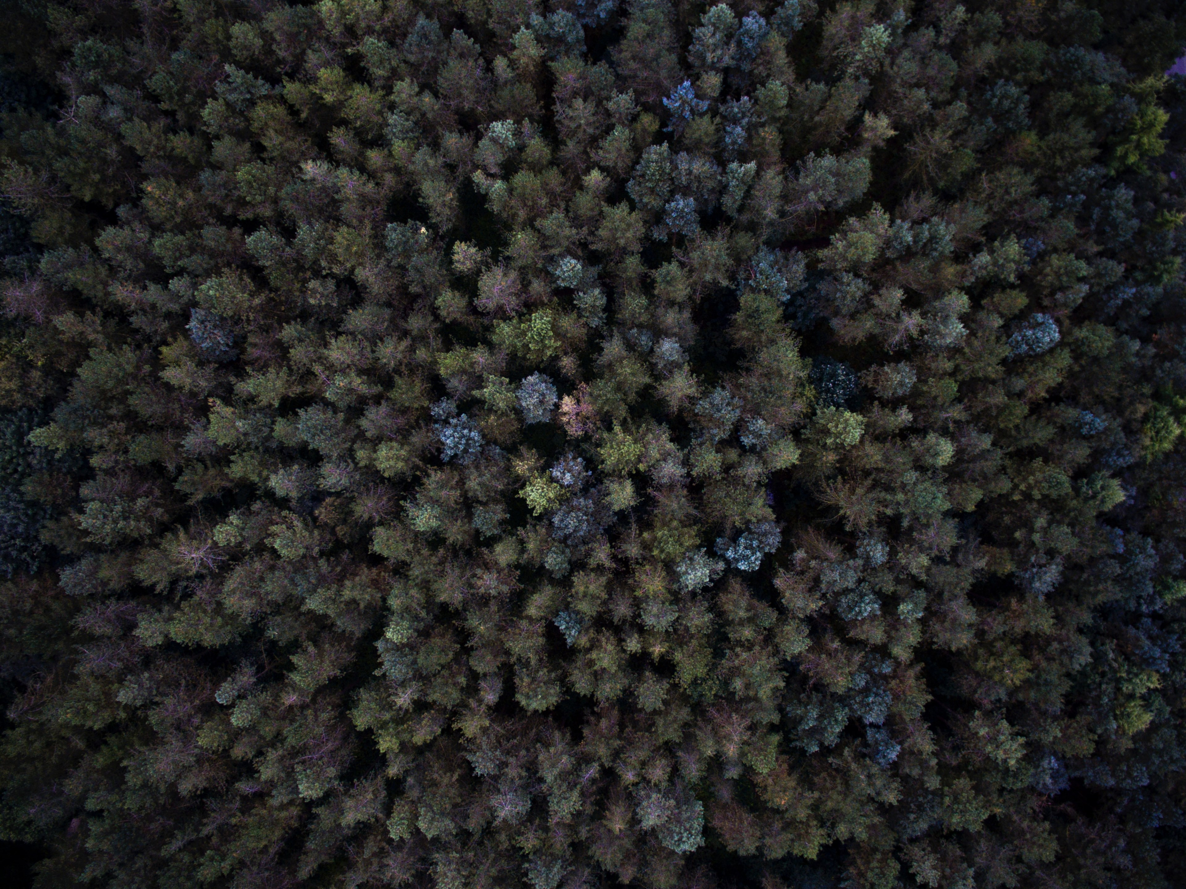 lost in the wilderness 4k, HD Wallpaper