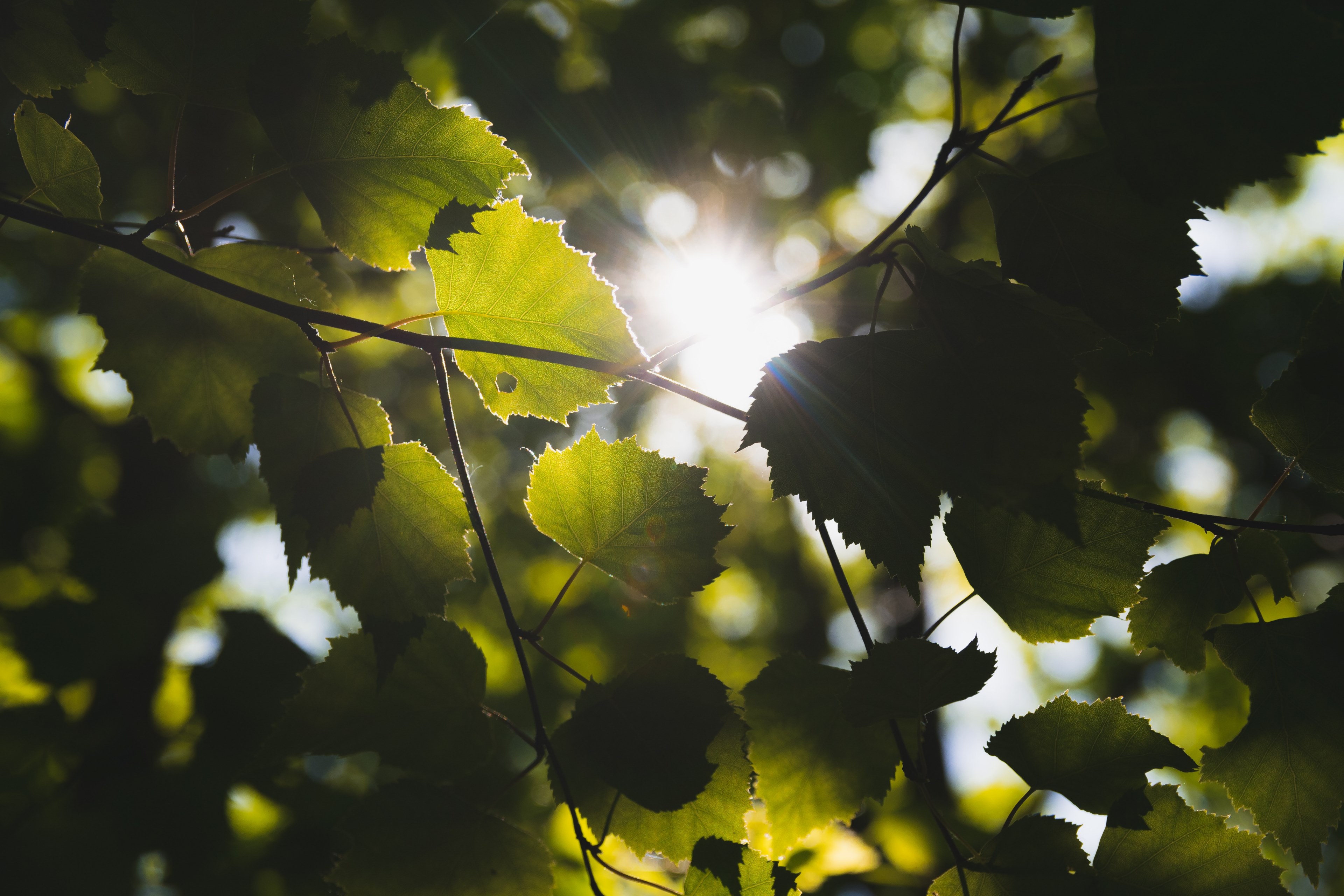 tree leafe foliage and ray 4k, HD Wallpaper