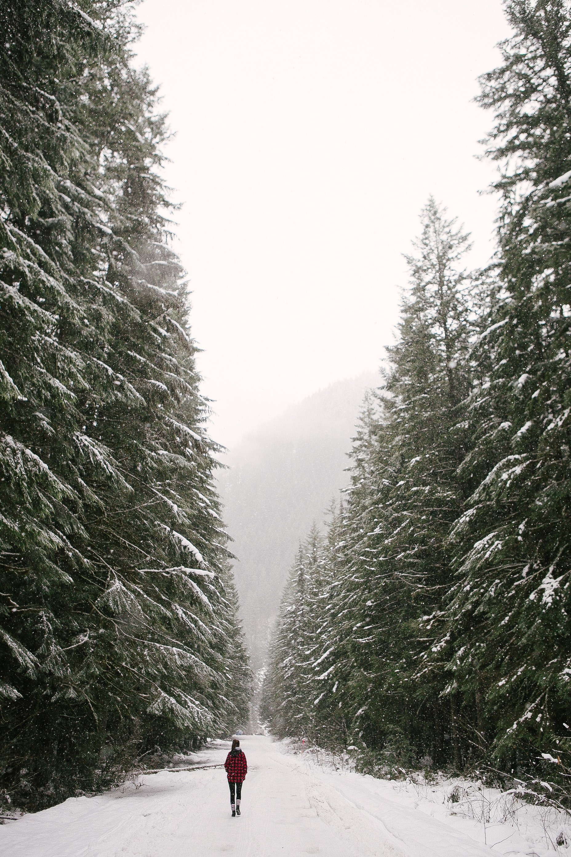a person walking on a large pathway between oversized trees in the winter at cheam peak, cheam park winter walkway 4k, Phone HD Wallpaper
