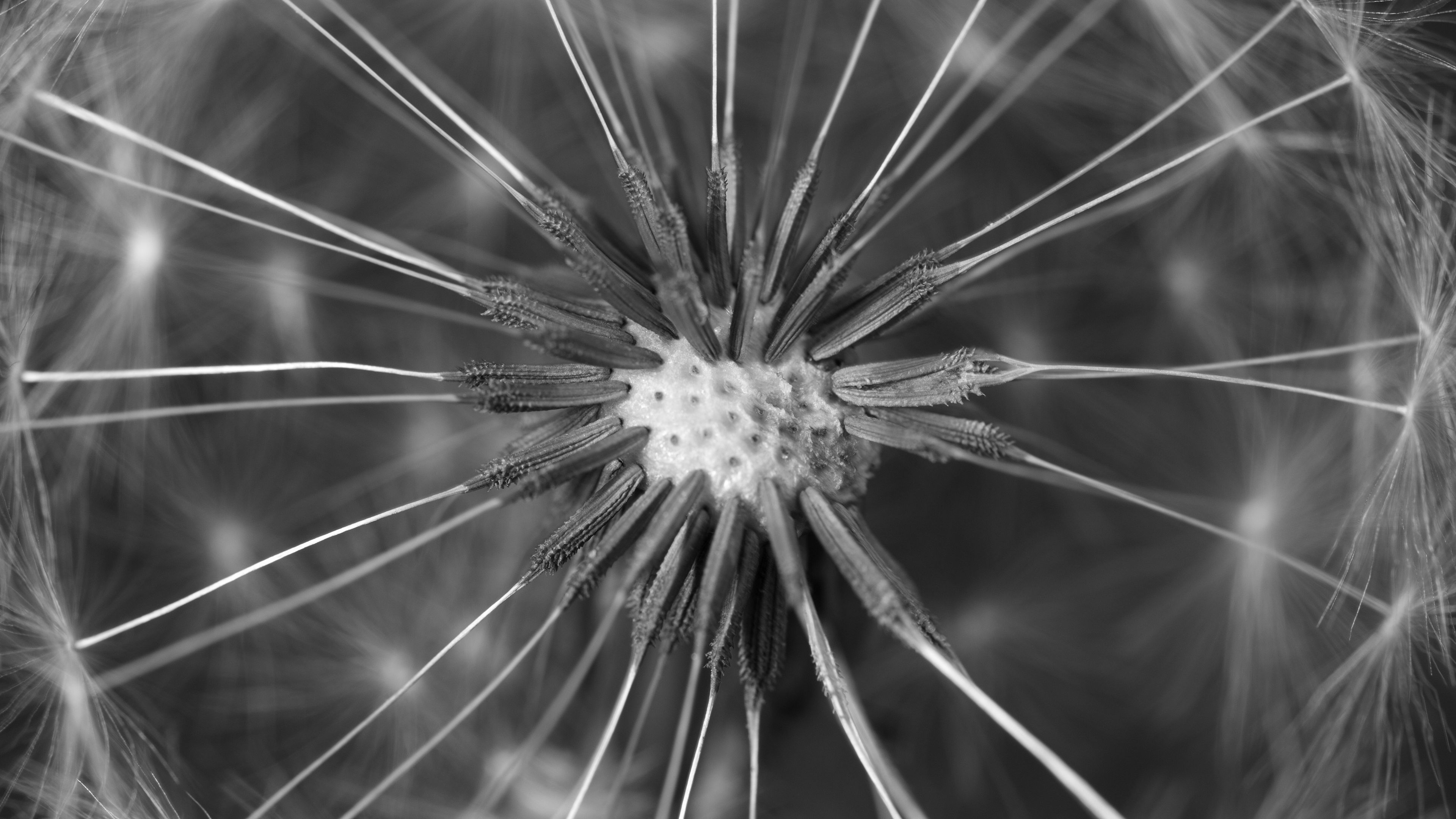 dandelion, fluff, close-up, 4k, HD Wallpaper