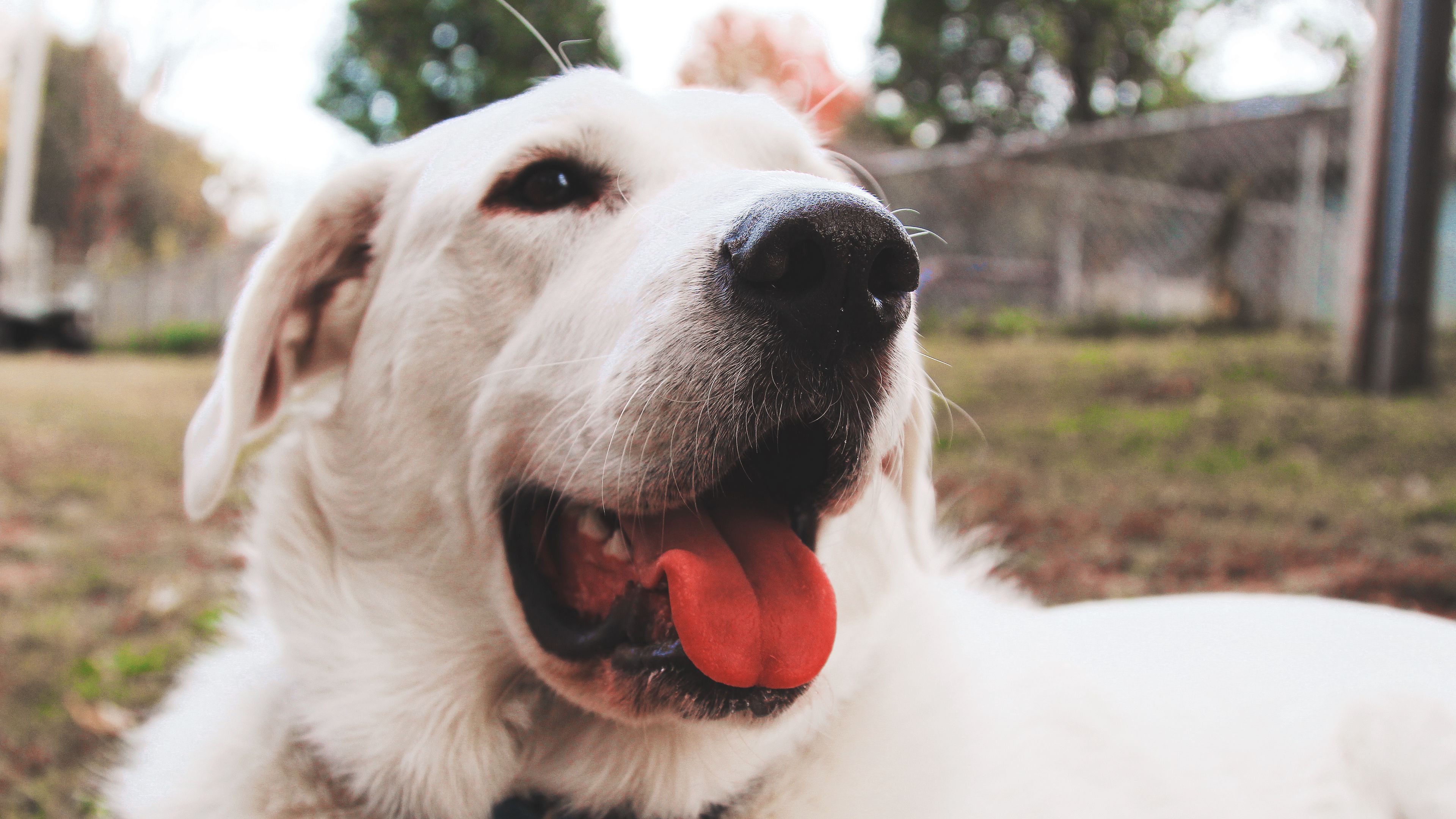 dog, muzzle, protruding tongue, 4k, HD Wallpaper