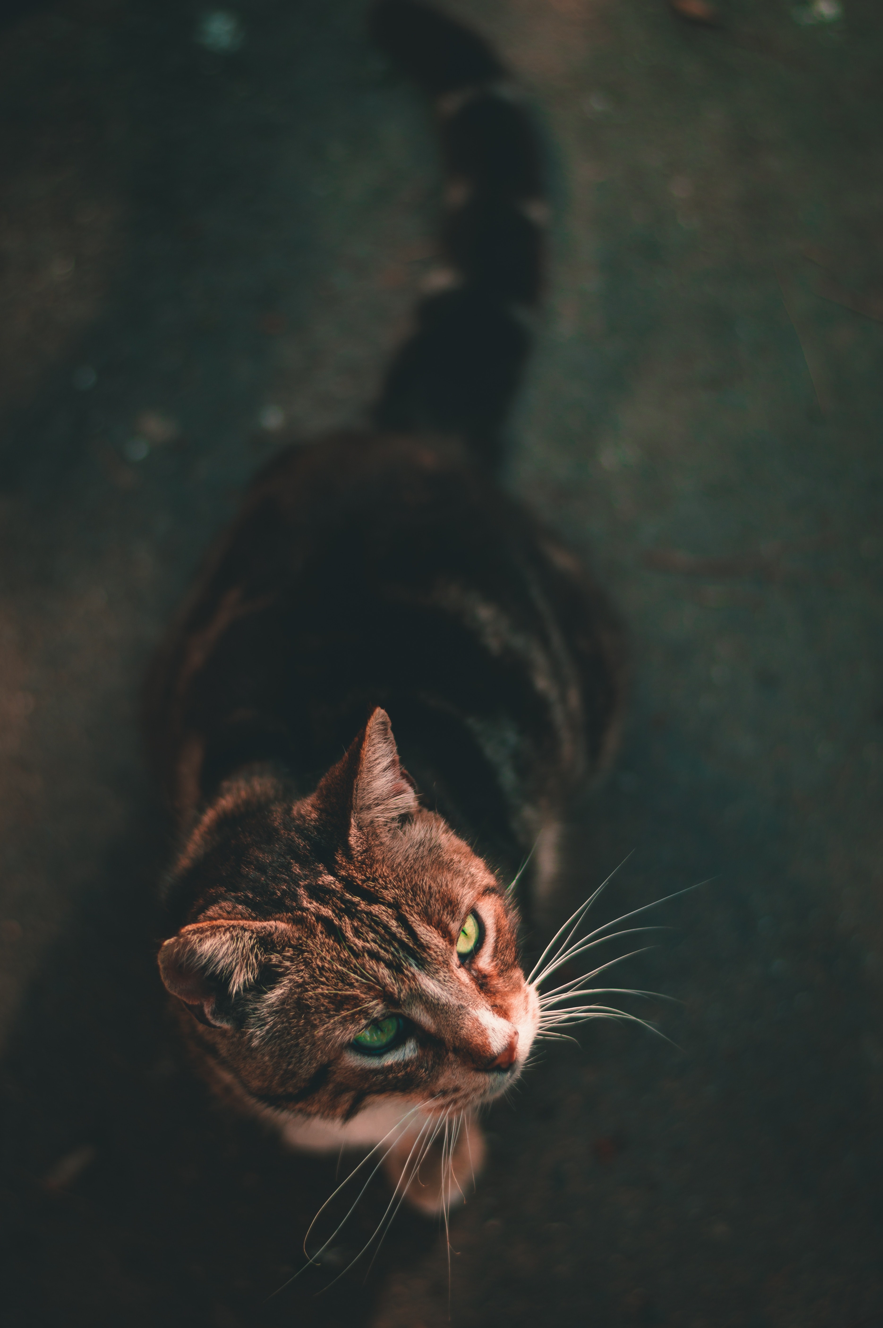 a high angle shot of a tabby cat on the floor, tabby seen from high angle 4k, Phone HD Wallpaper