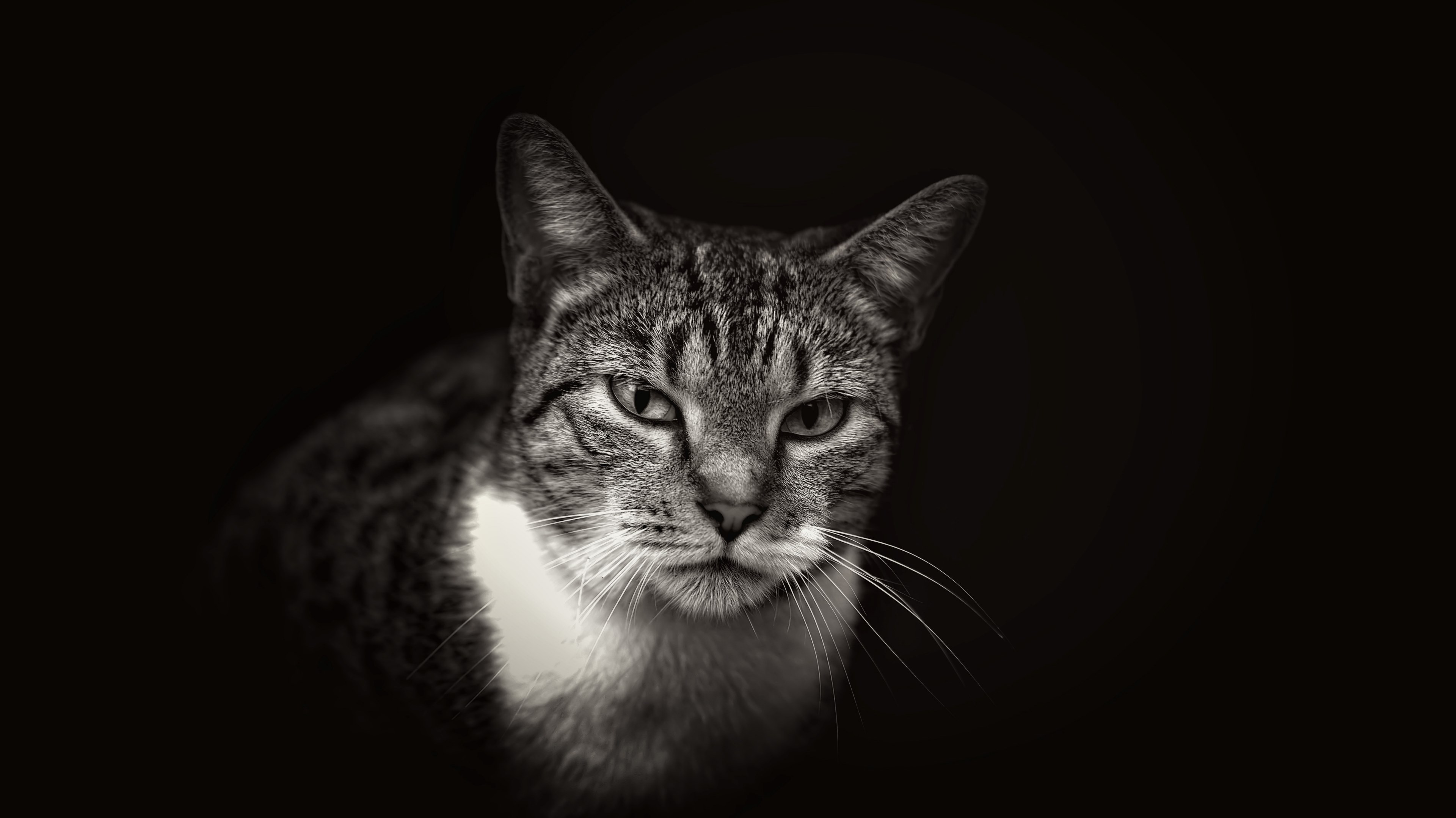 black and white close up of domestic cat with white neck on dark background in miami, tasty morsel 4k, HD Wallpaper