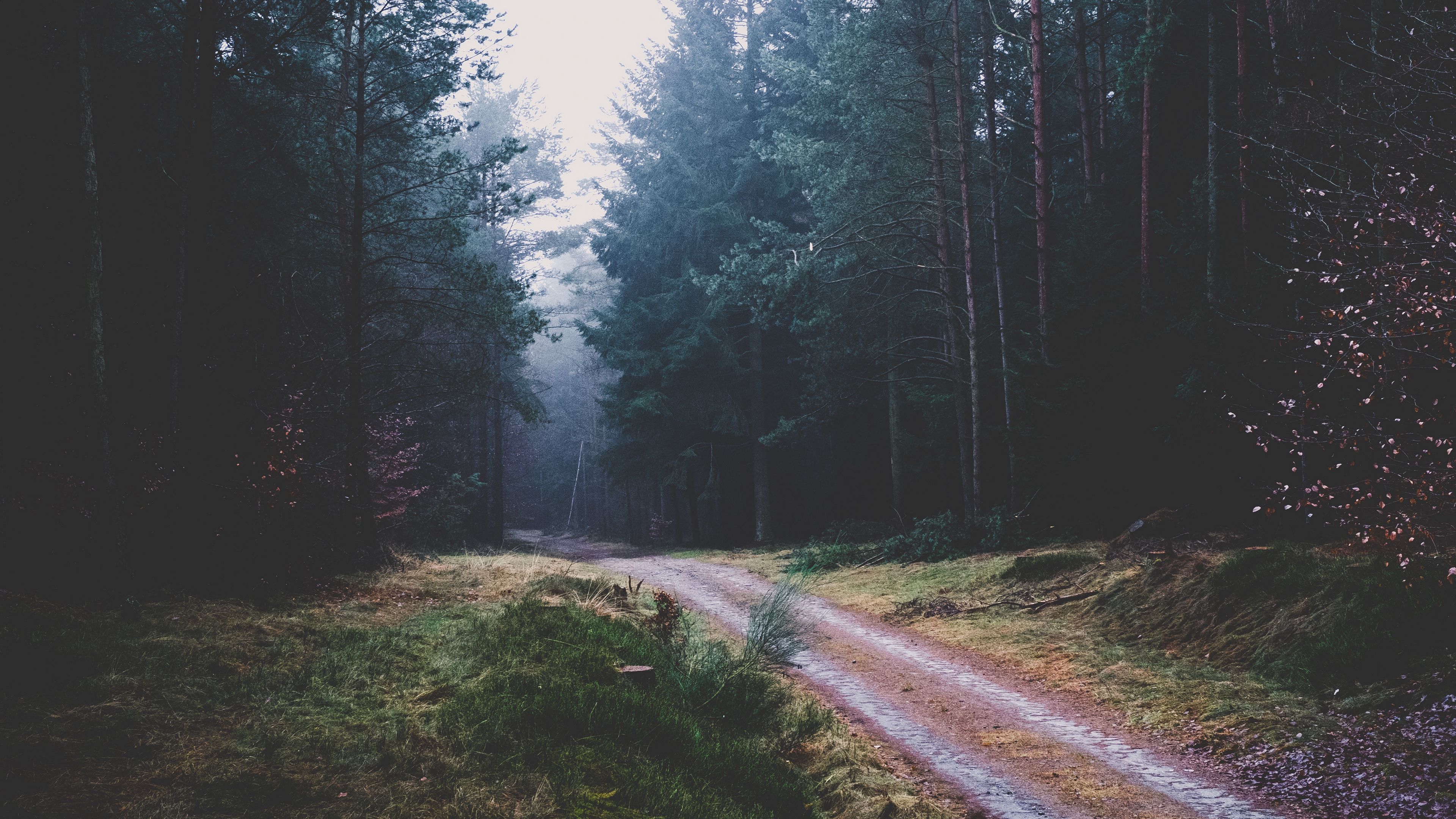 footpath, forest, trees, 4k, HD Wallpaper