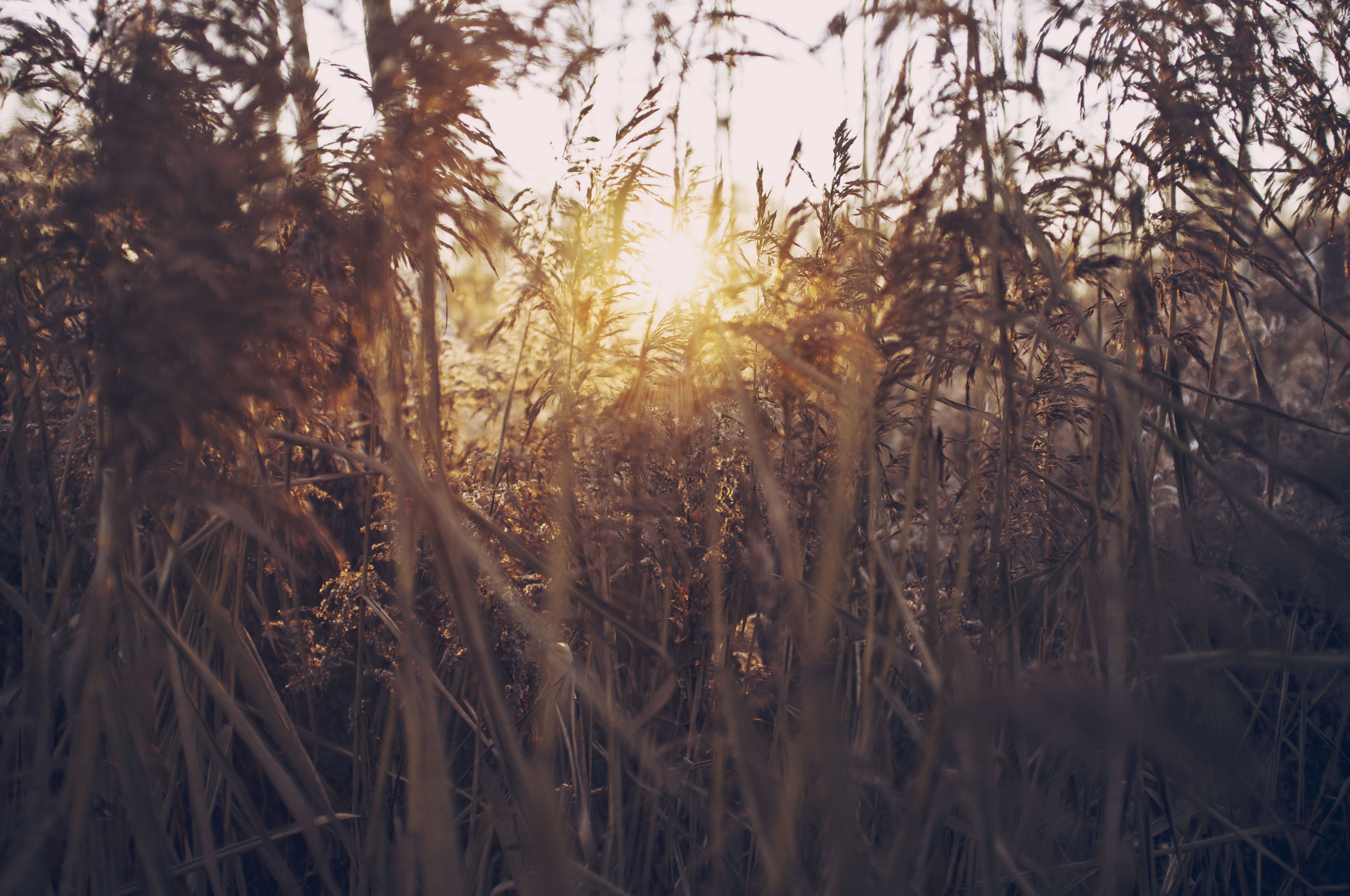sun shining through a thick patch of golden reeds, sun behind thick grass 4k, HD Wallpaper