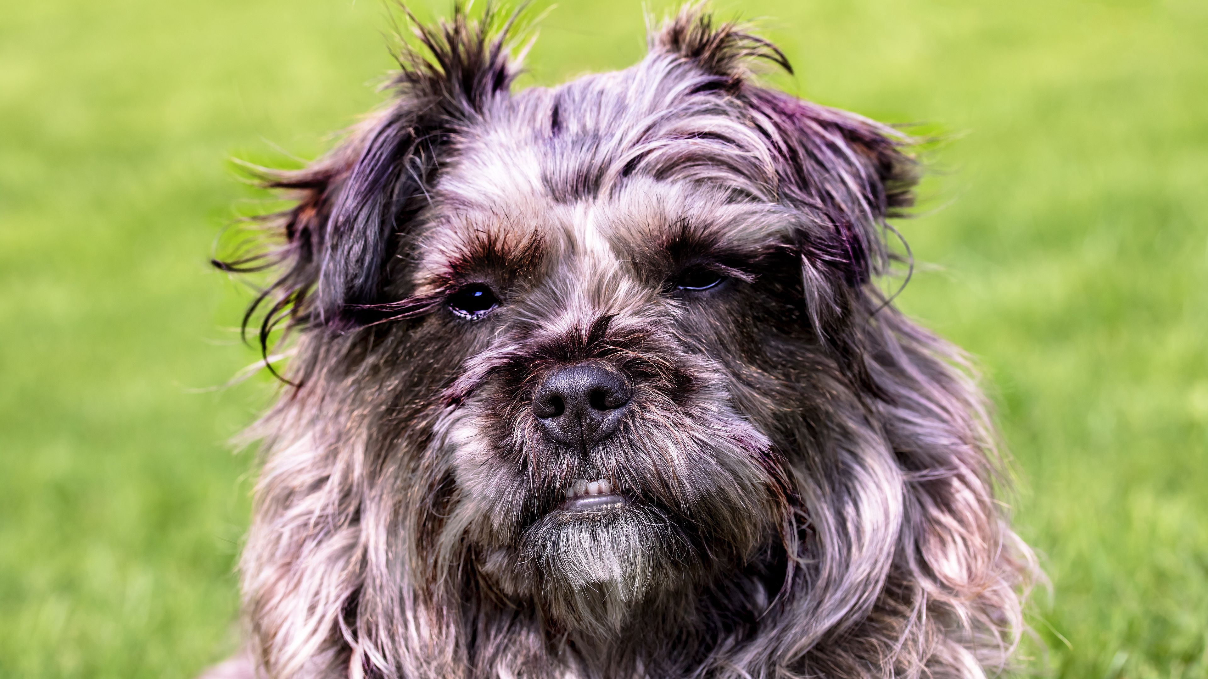 dog, furry, muzzle, grin, 4k, HD Wallpaper