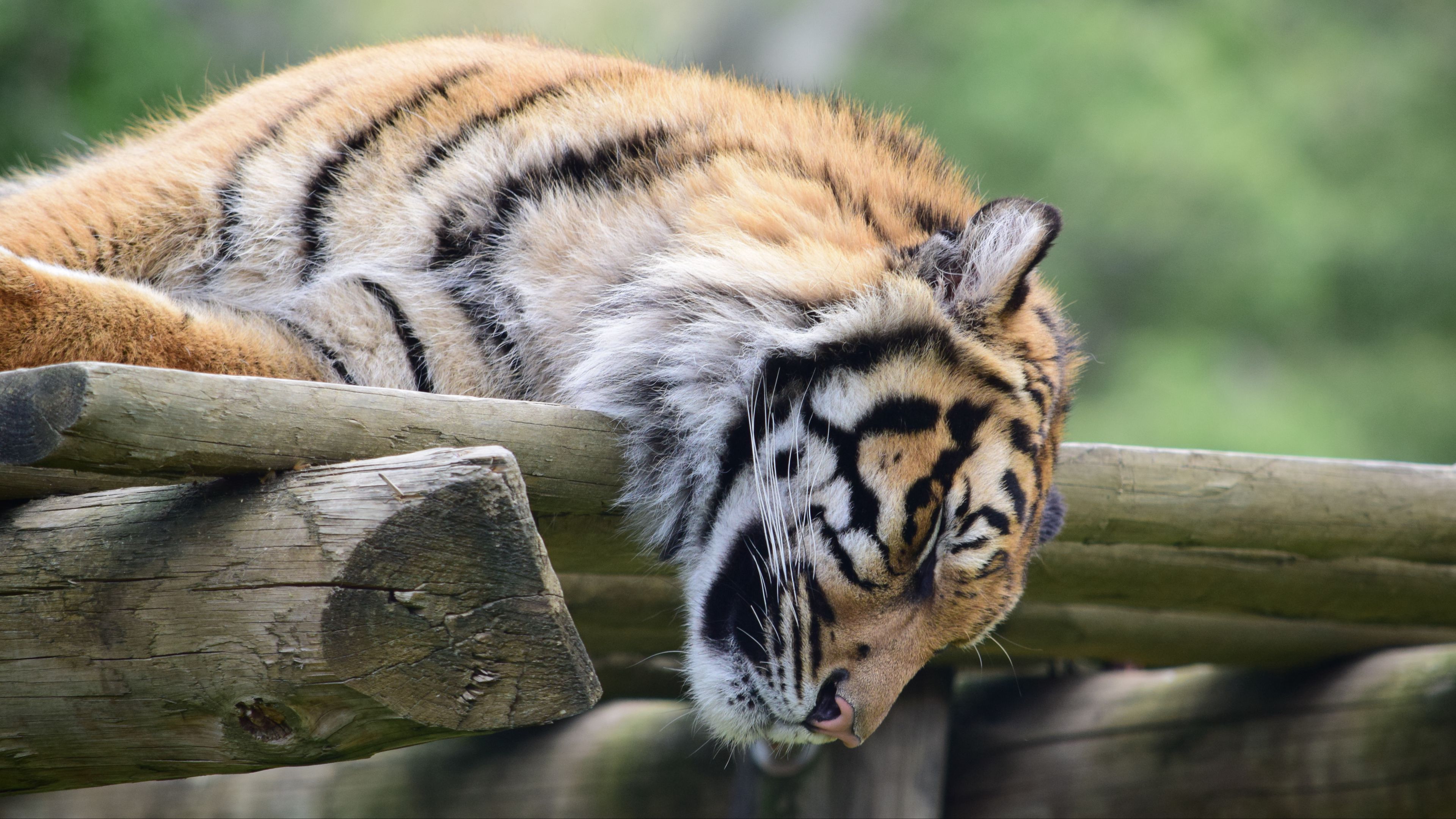 tiger, muzzle, sleep, predator, 4k, HD Wallpaper