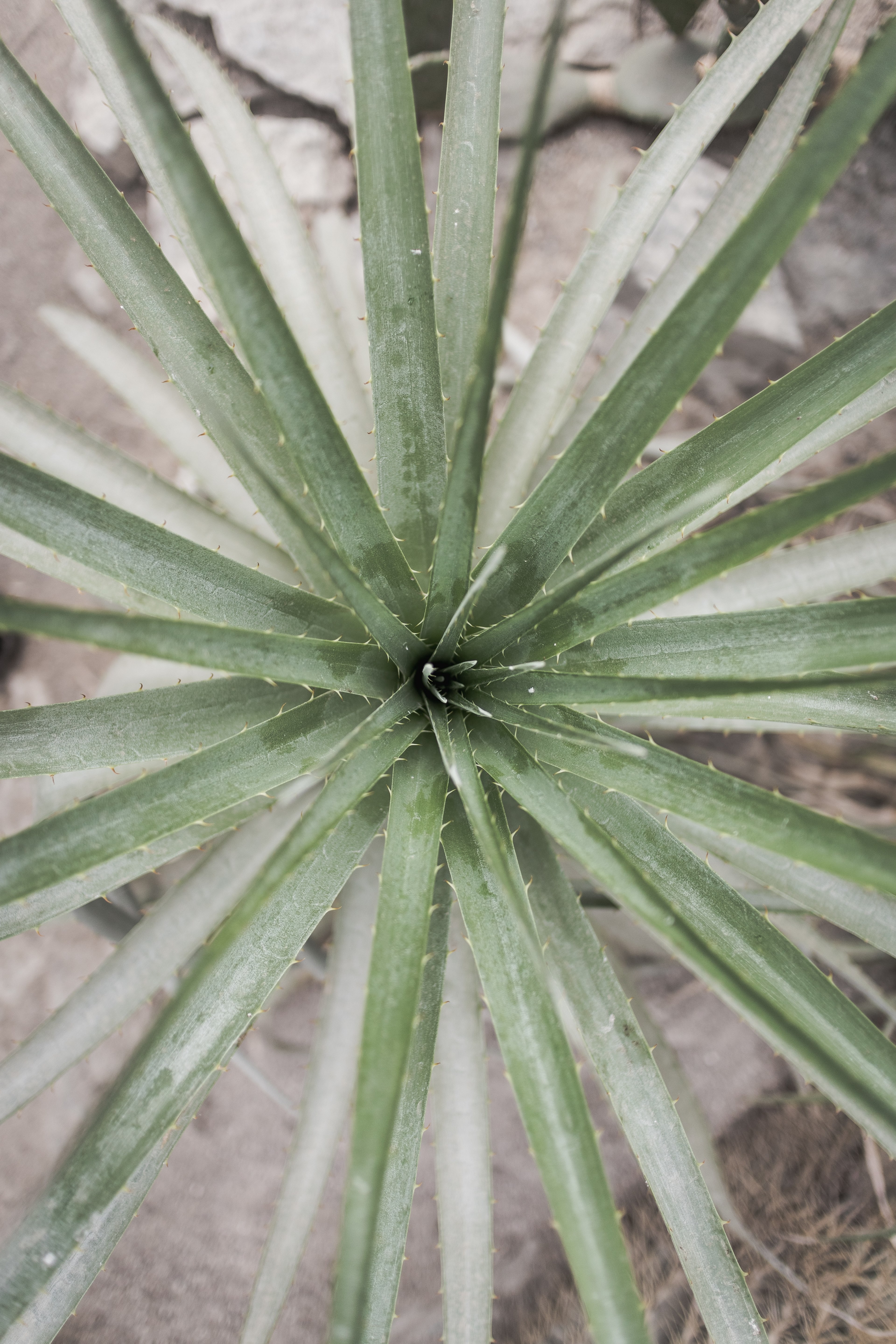cactus 4k, Phone HD Wallpaper