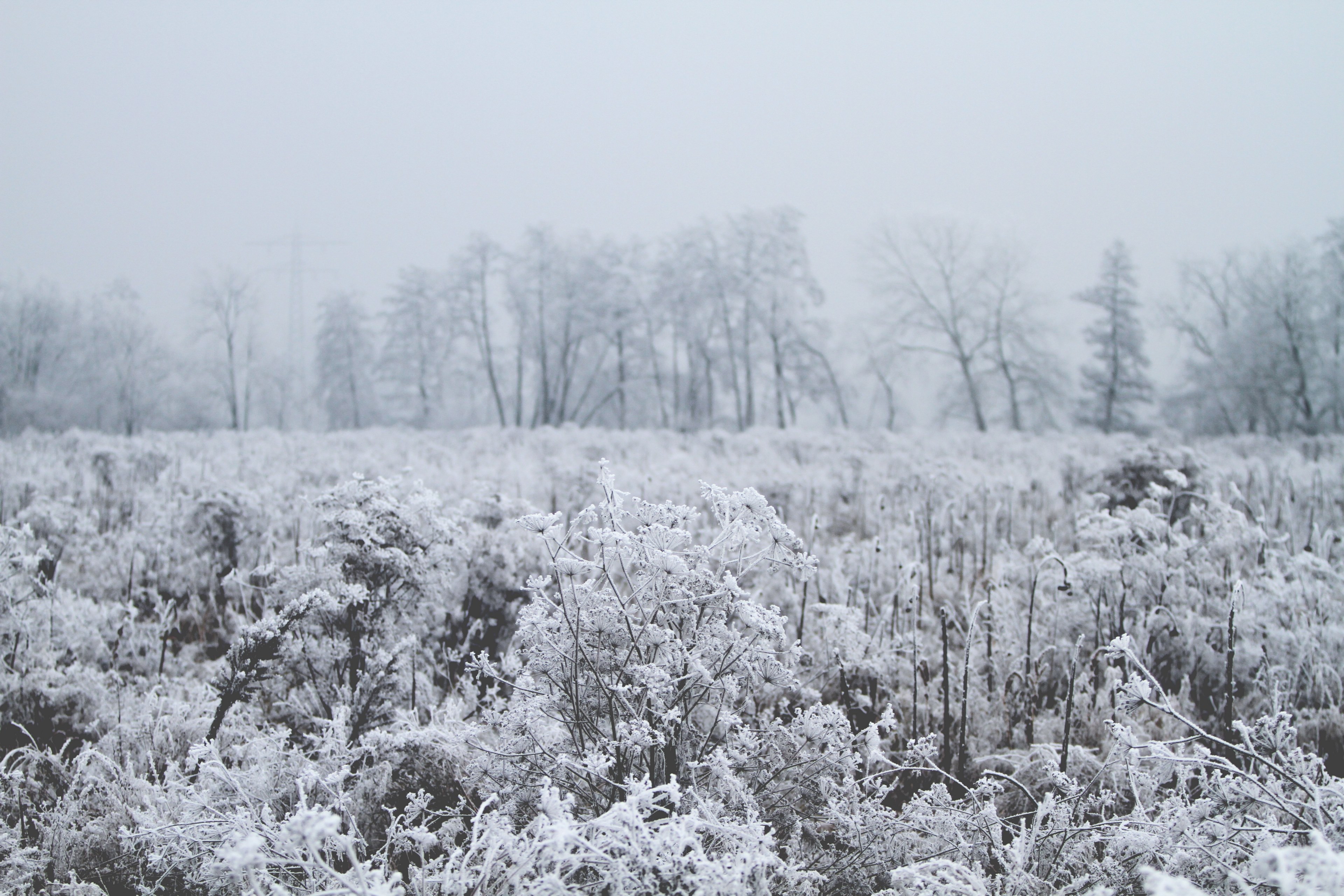 a frozen meadow dotted by trees at neumhl, iced ballad 4k, HD Wallpaper