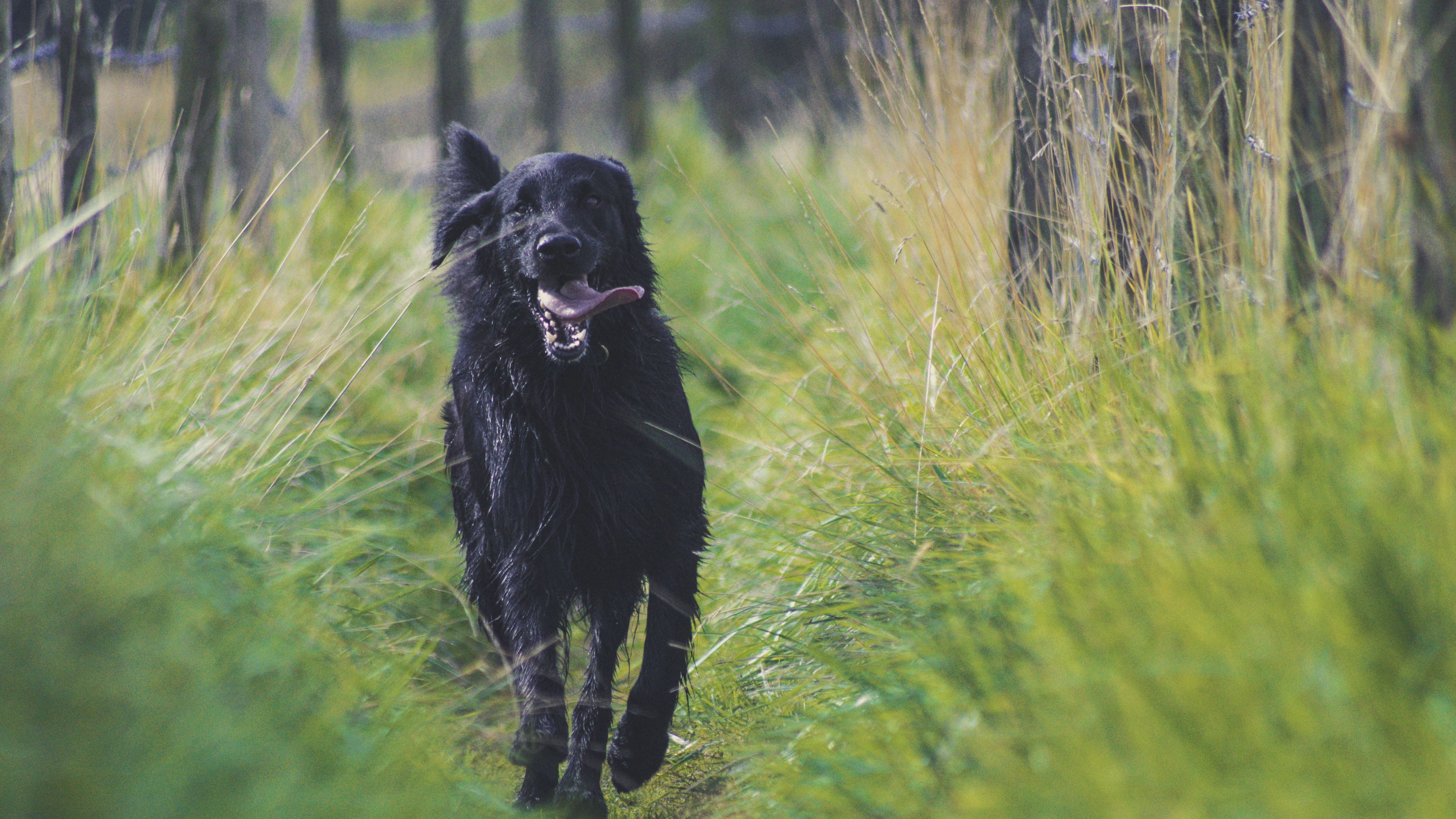 dog, protruding tongue, running, 4k, HD Wallpaper