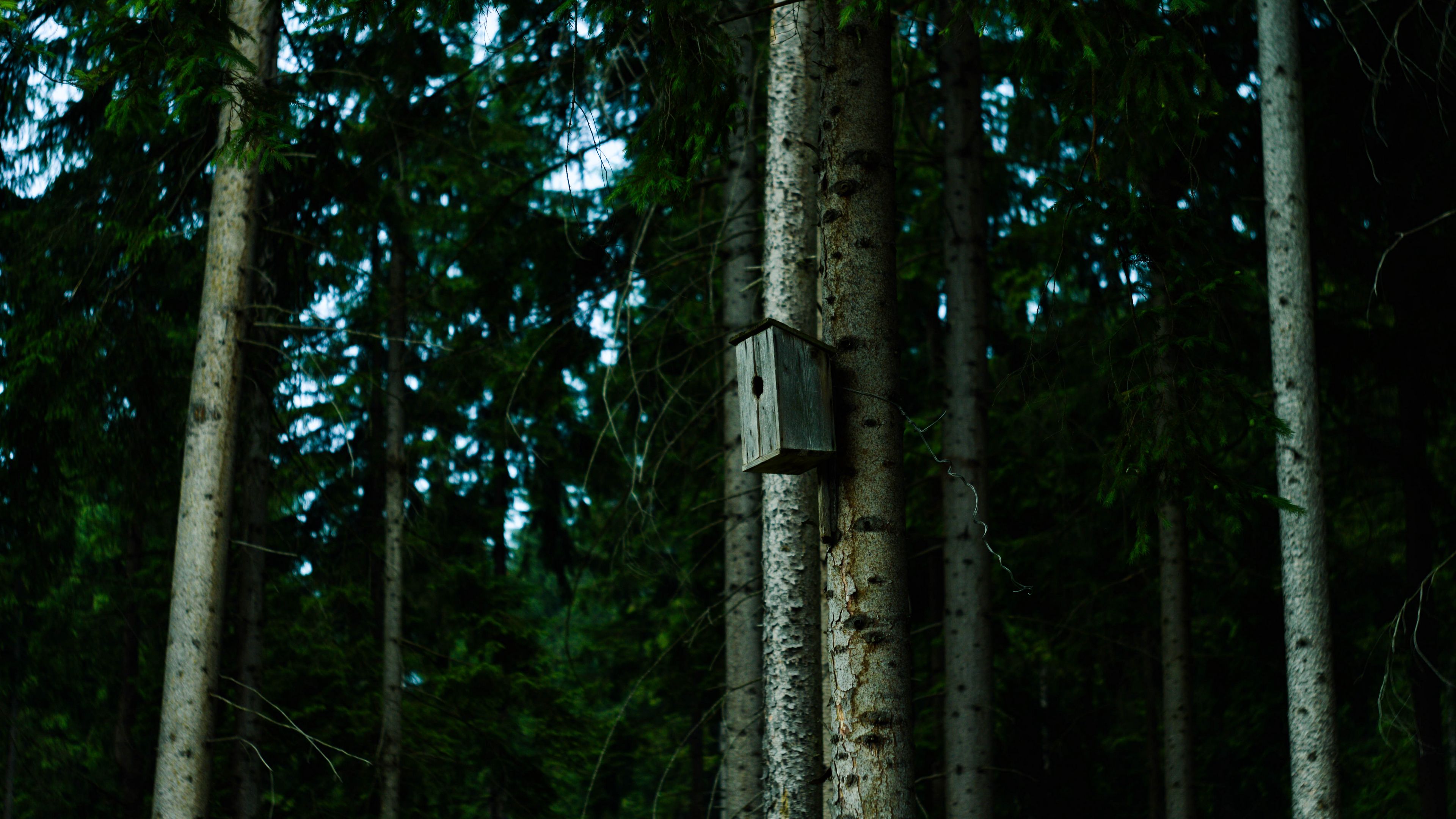 birdhouse, tree, forest, 4k, HD Wallpaper